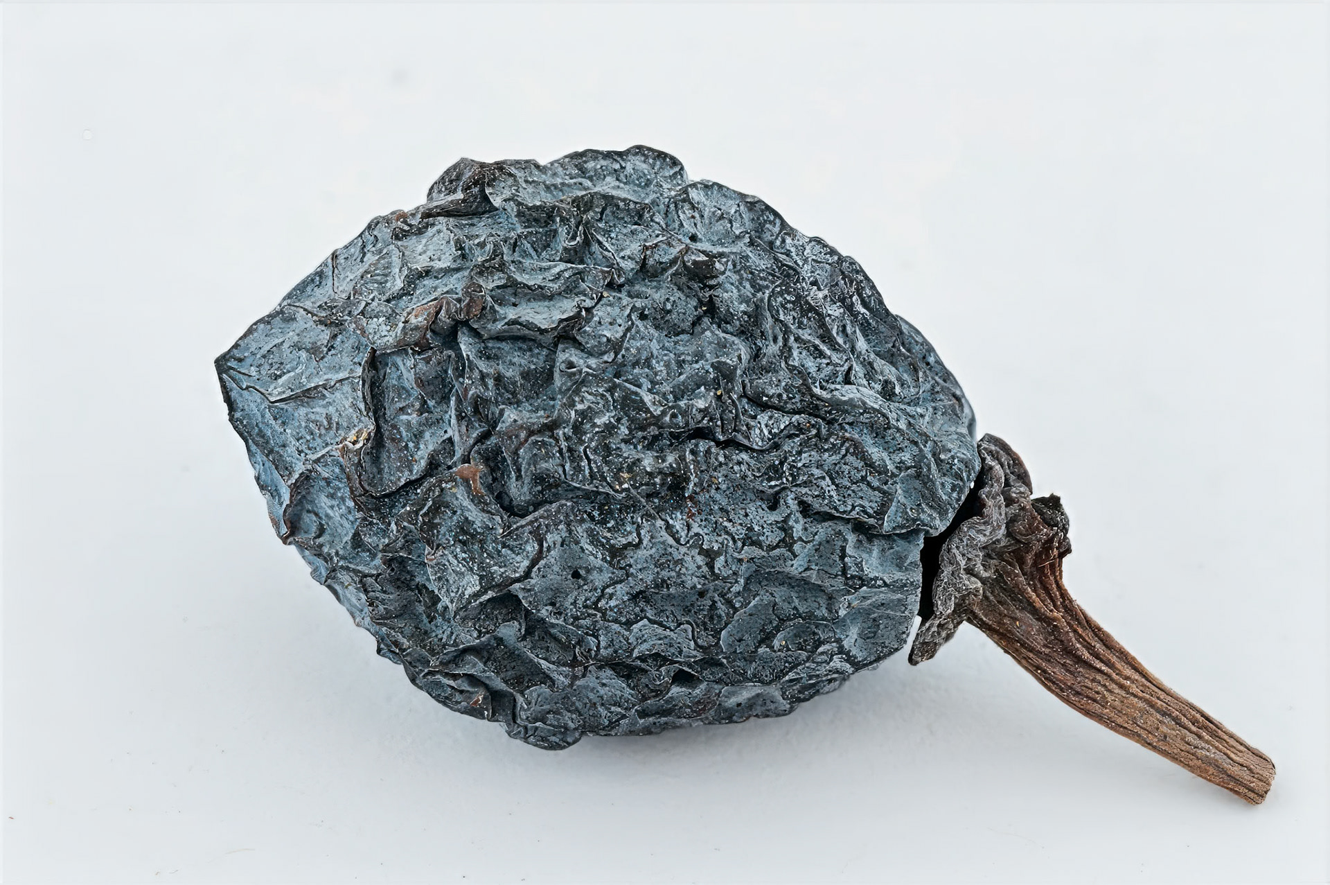Ginko biloba berry