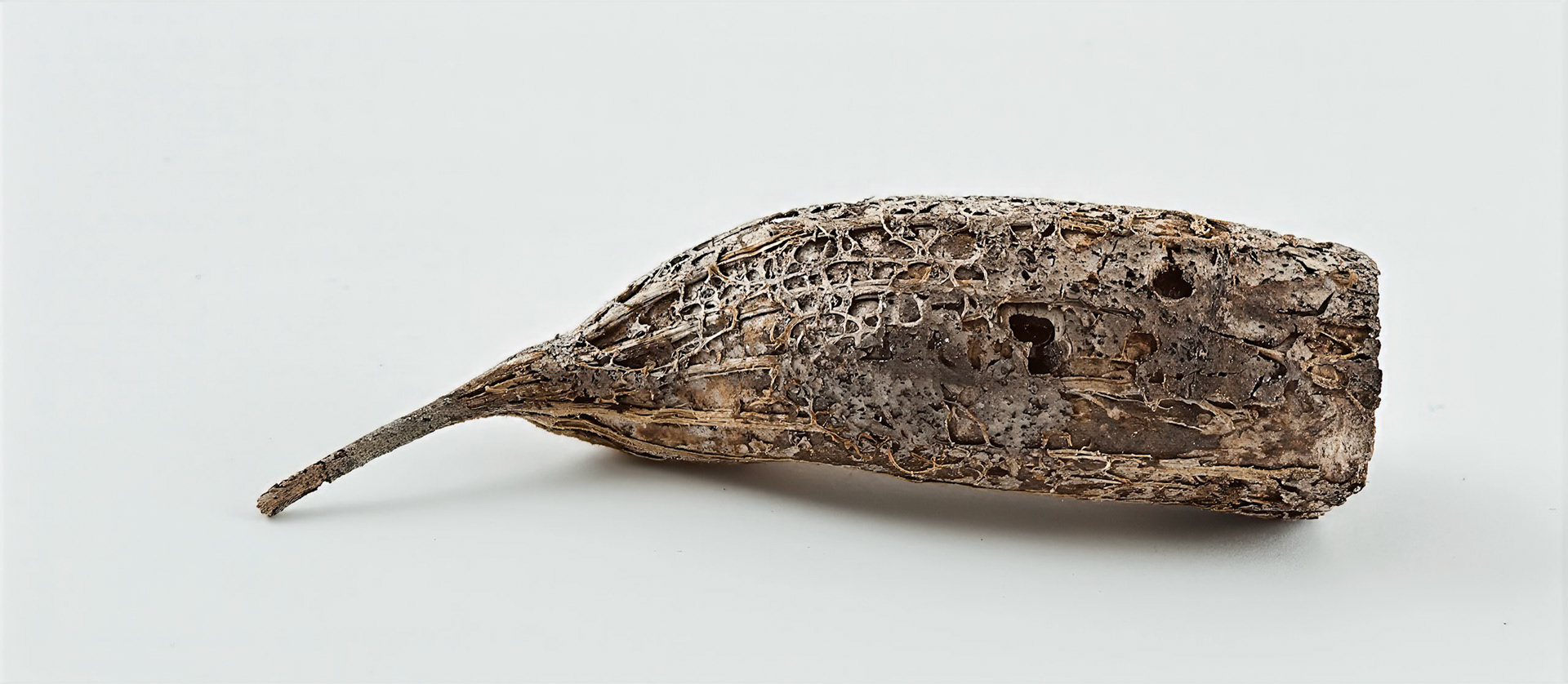 Couratari tenuicarpa