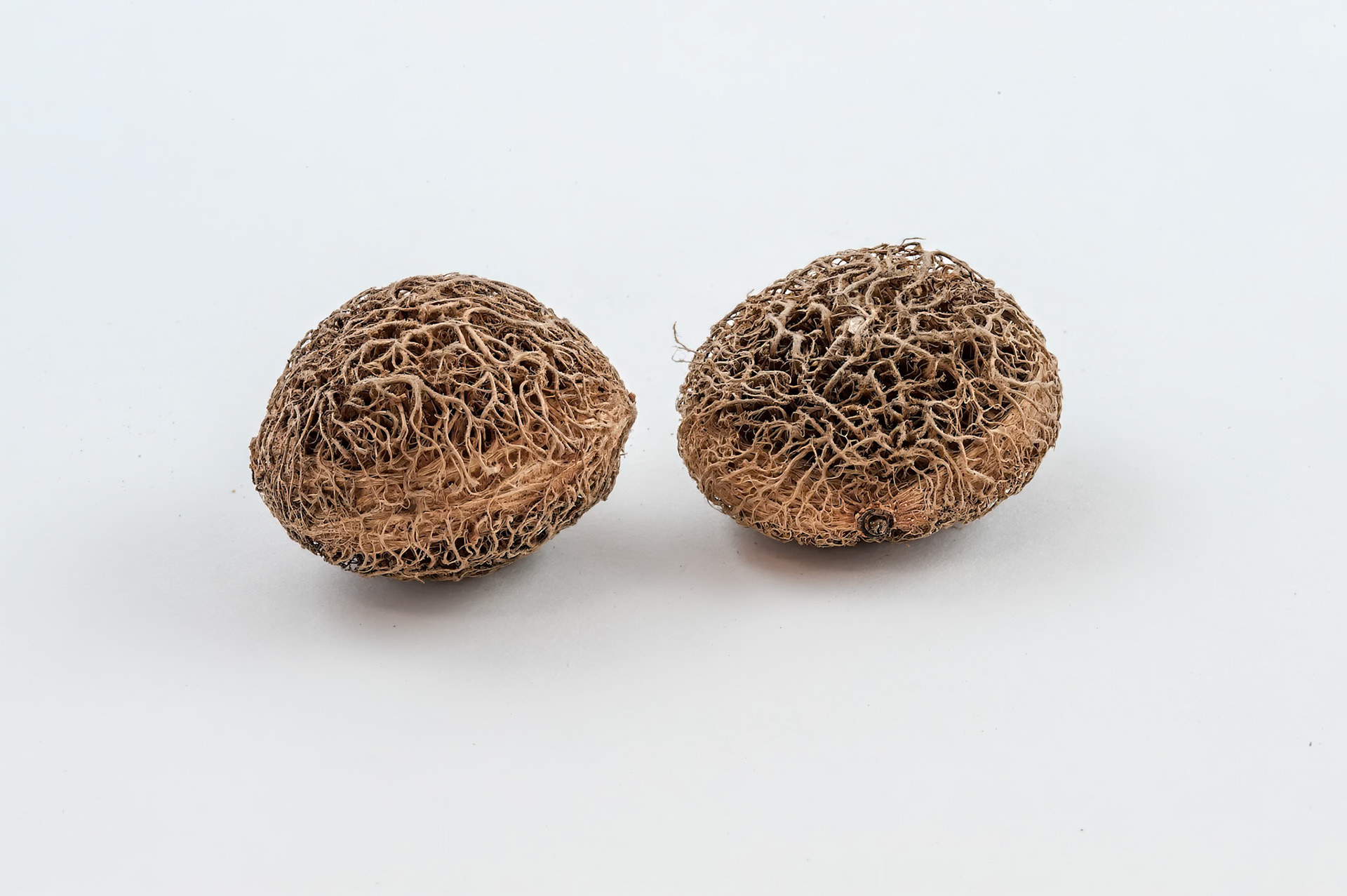 seeds