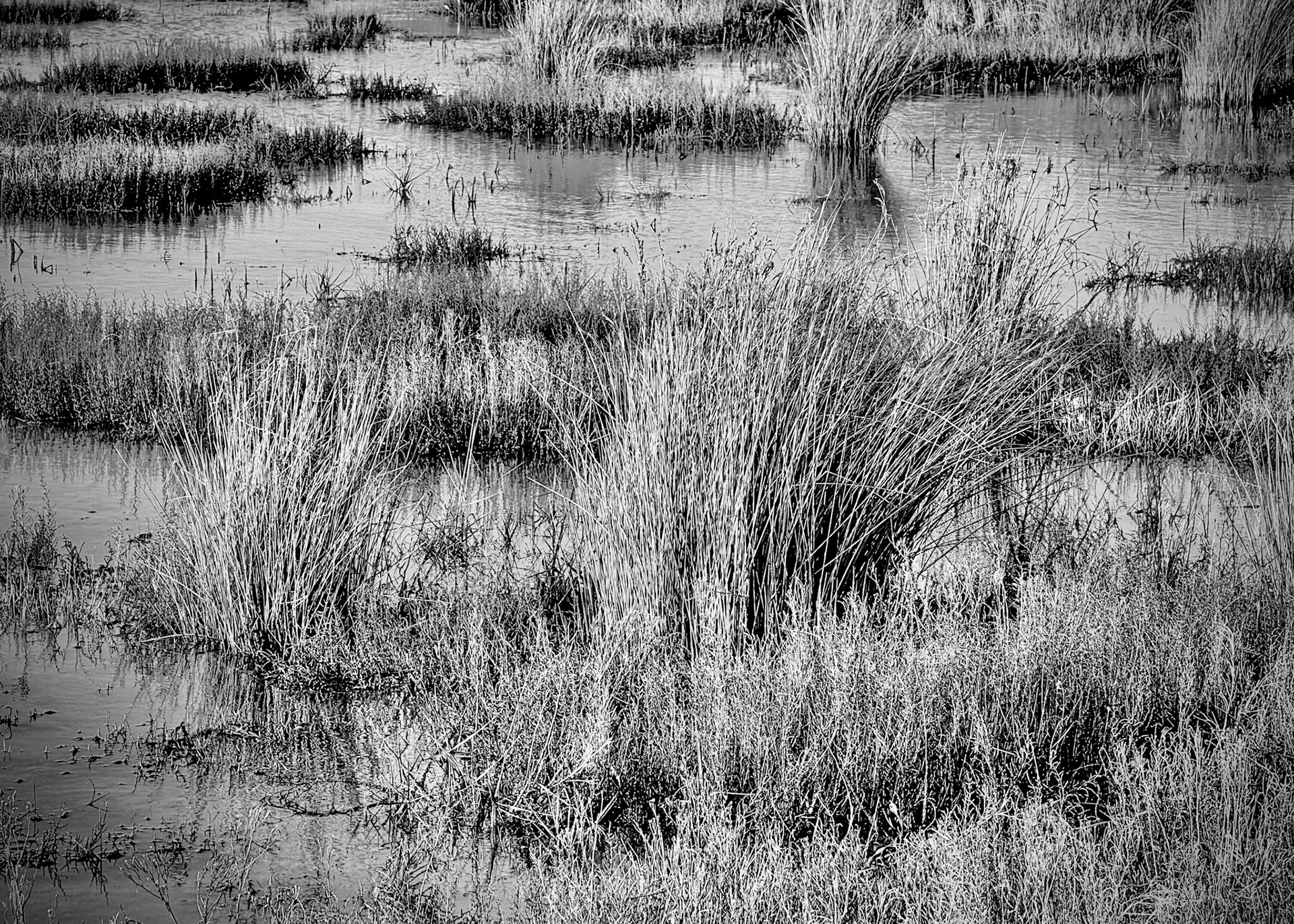 spartina grass in the Bassin d'Arcachon, France