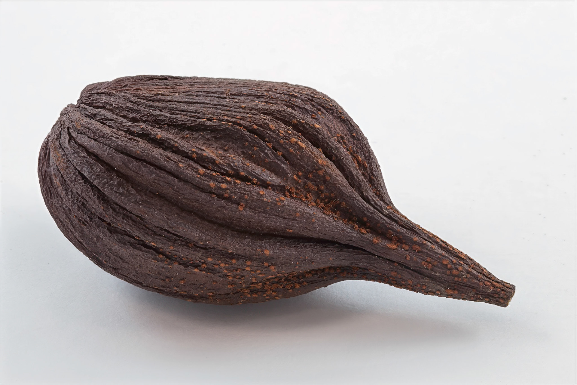 seed pod
