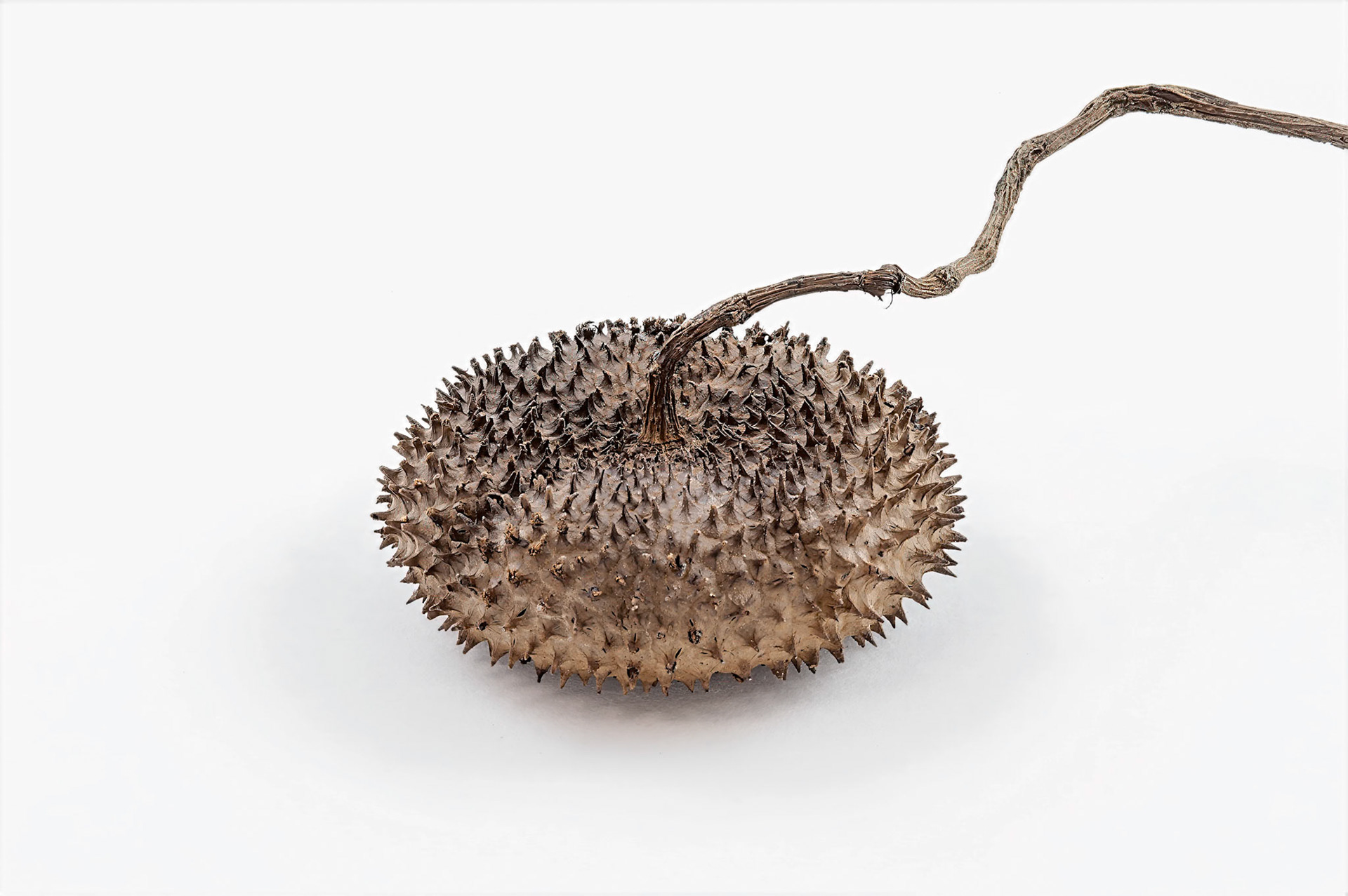 seed pod
