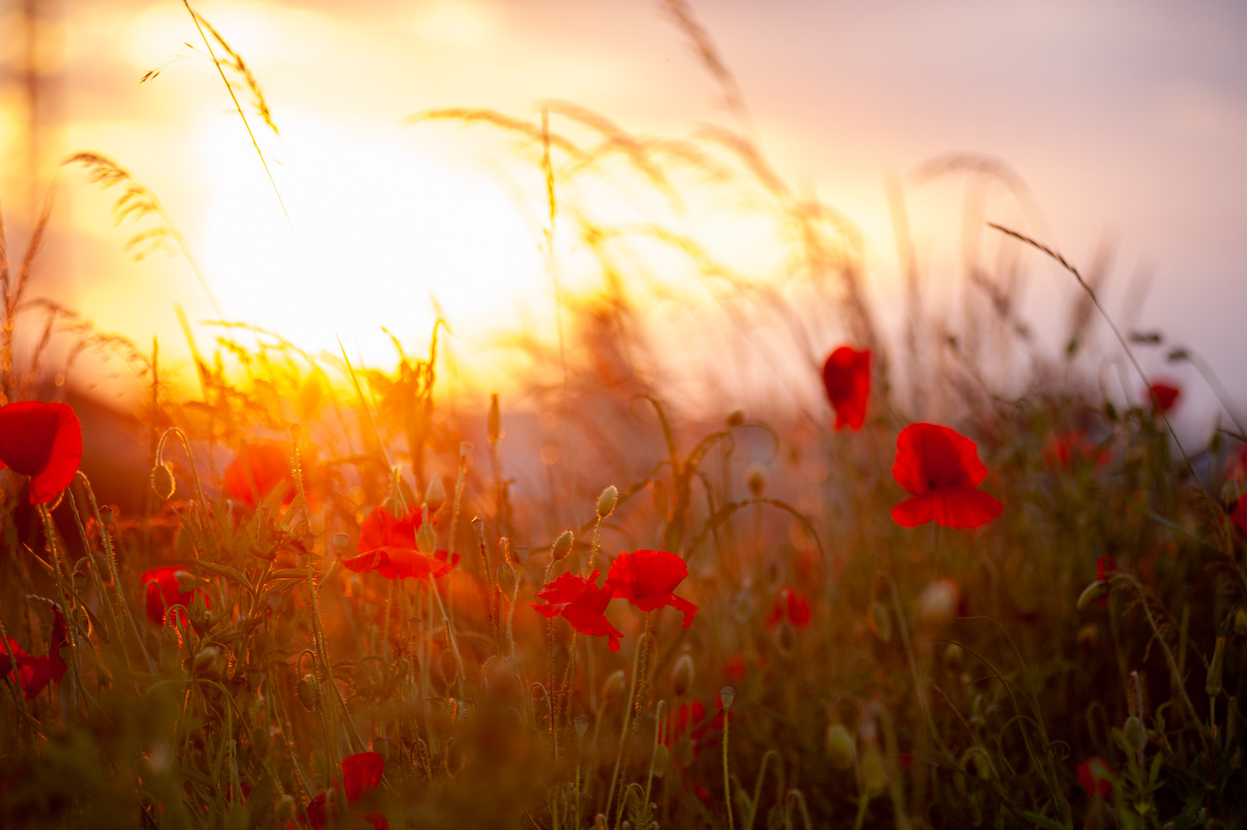 Sunset Poppies