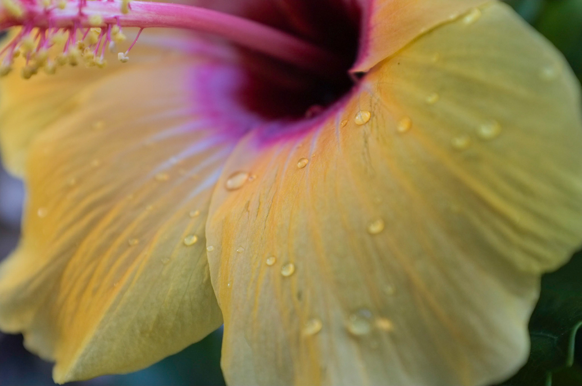 (Oba) Ohkba Ameziane-Hassani 2016 © obafkps@gmail.com ©  www.oba-photo.com