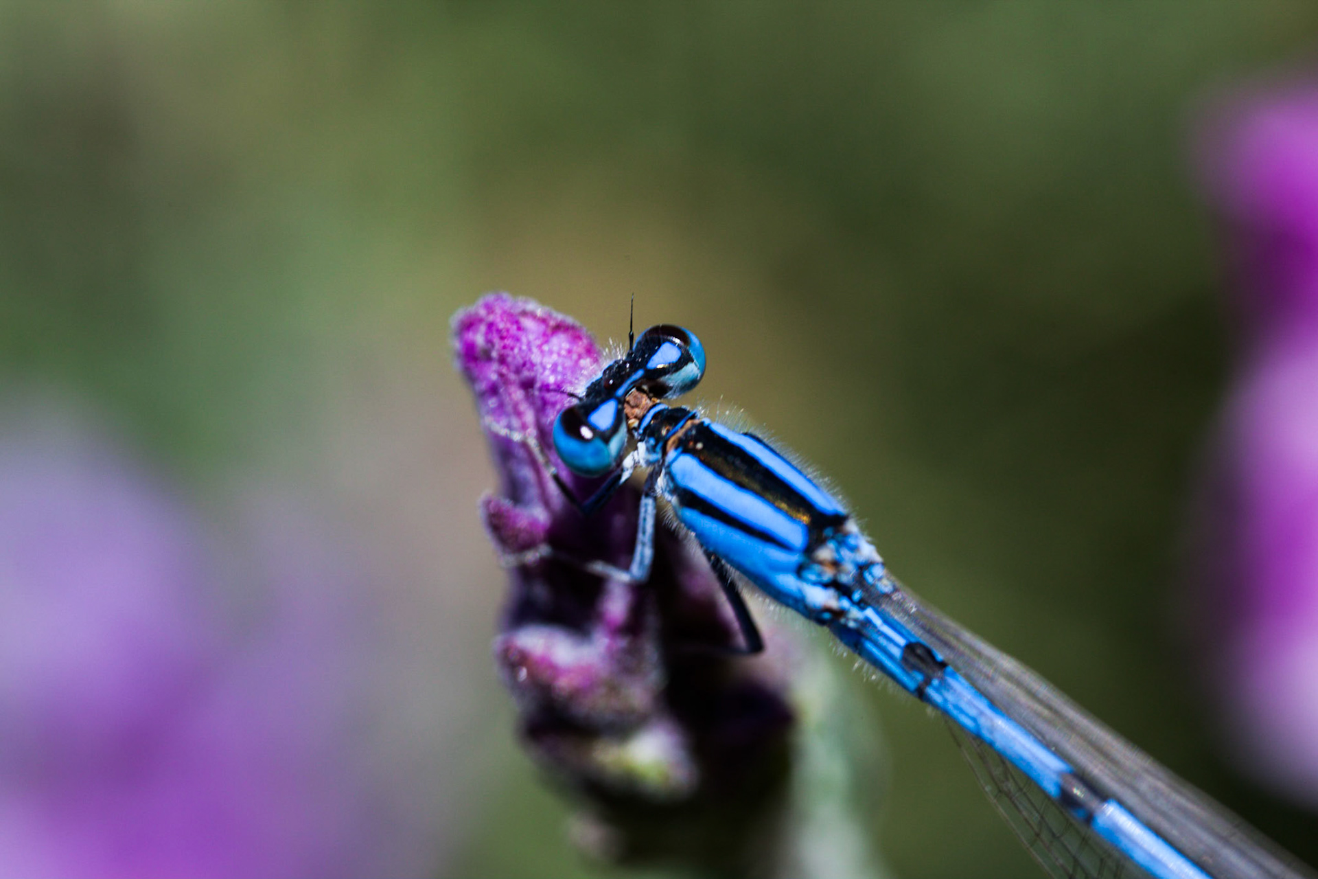 (Oba) Ohkba Ameziane-Hassani 2016 © obafkps@gmail.com ©  www.oba-photo.com
