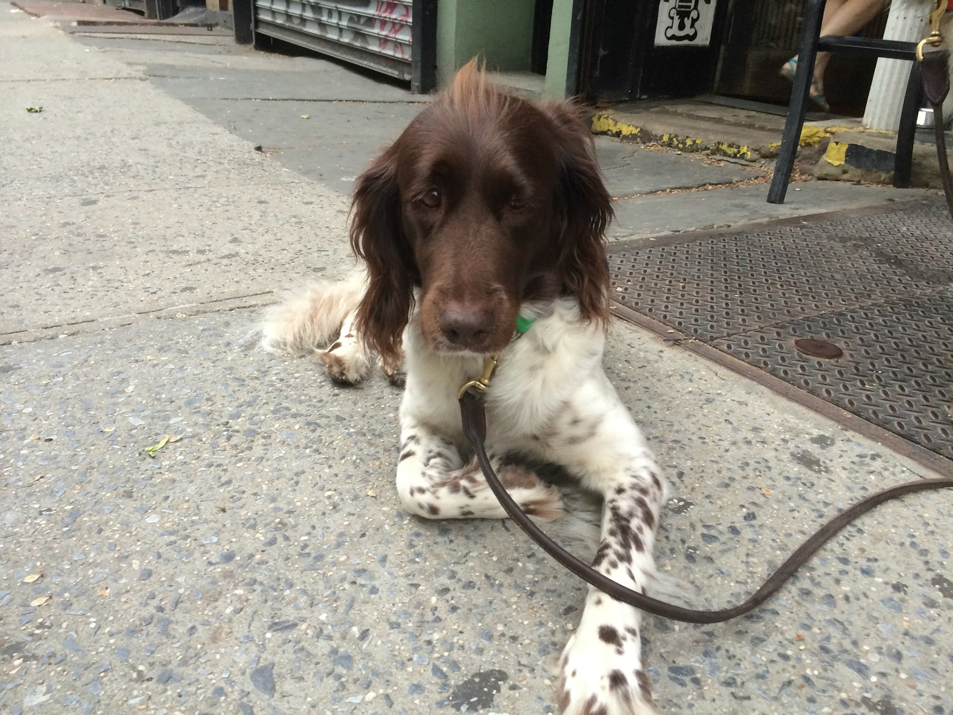 (Oba) Ohkba Ameziane-Hassani 2016 © obafkps@gmail.com ©  www.oba-photo.com