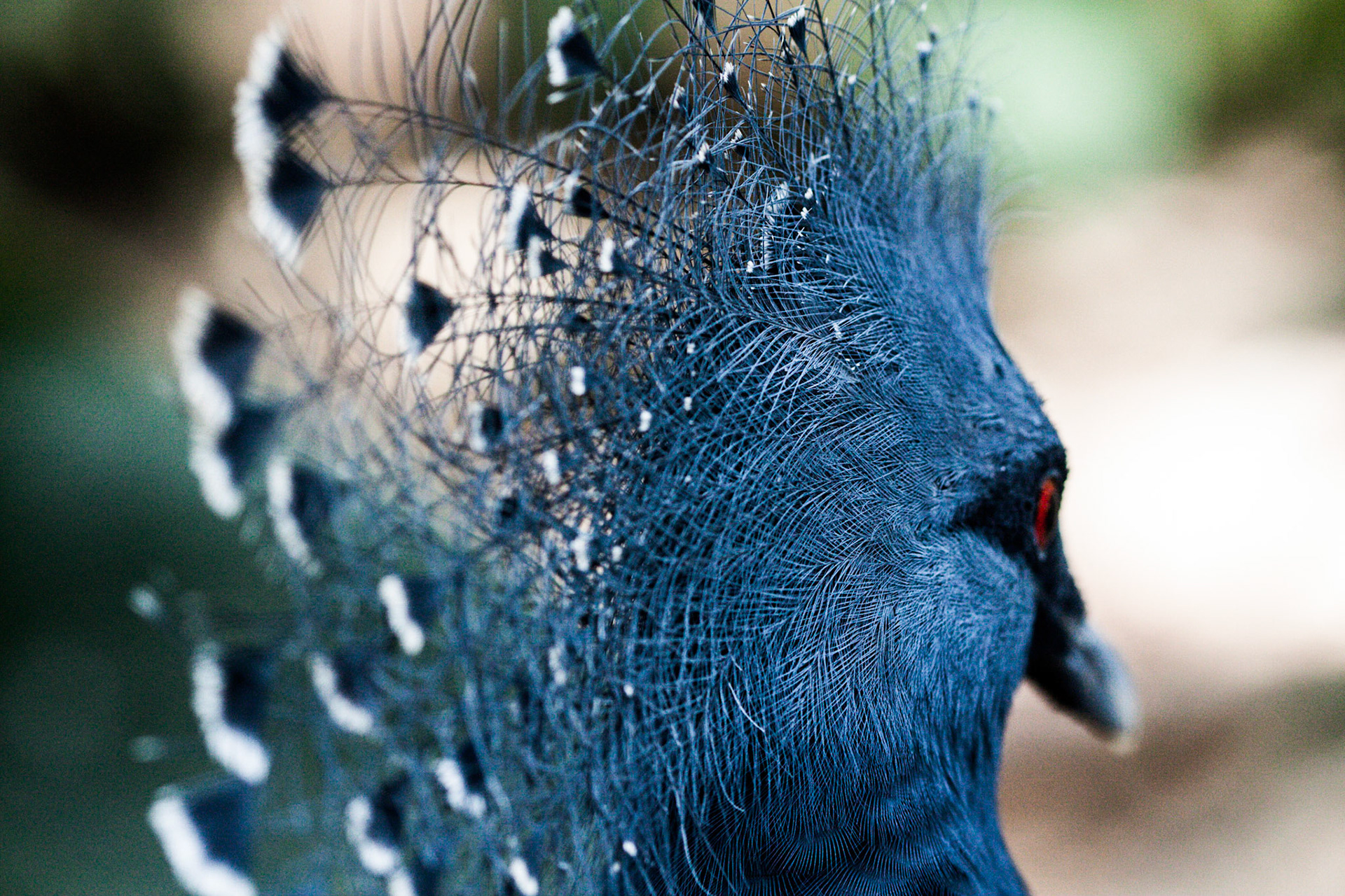 (Oba) Ohkba Ameziane-Hassani 2016 © obafkps@gmail.com ©  www.oba-photo.com