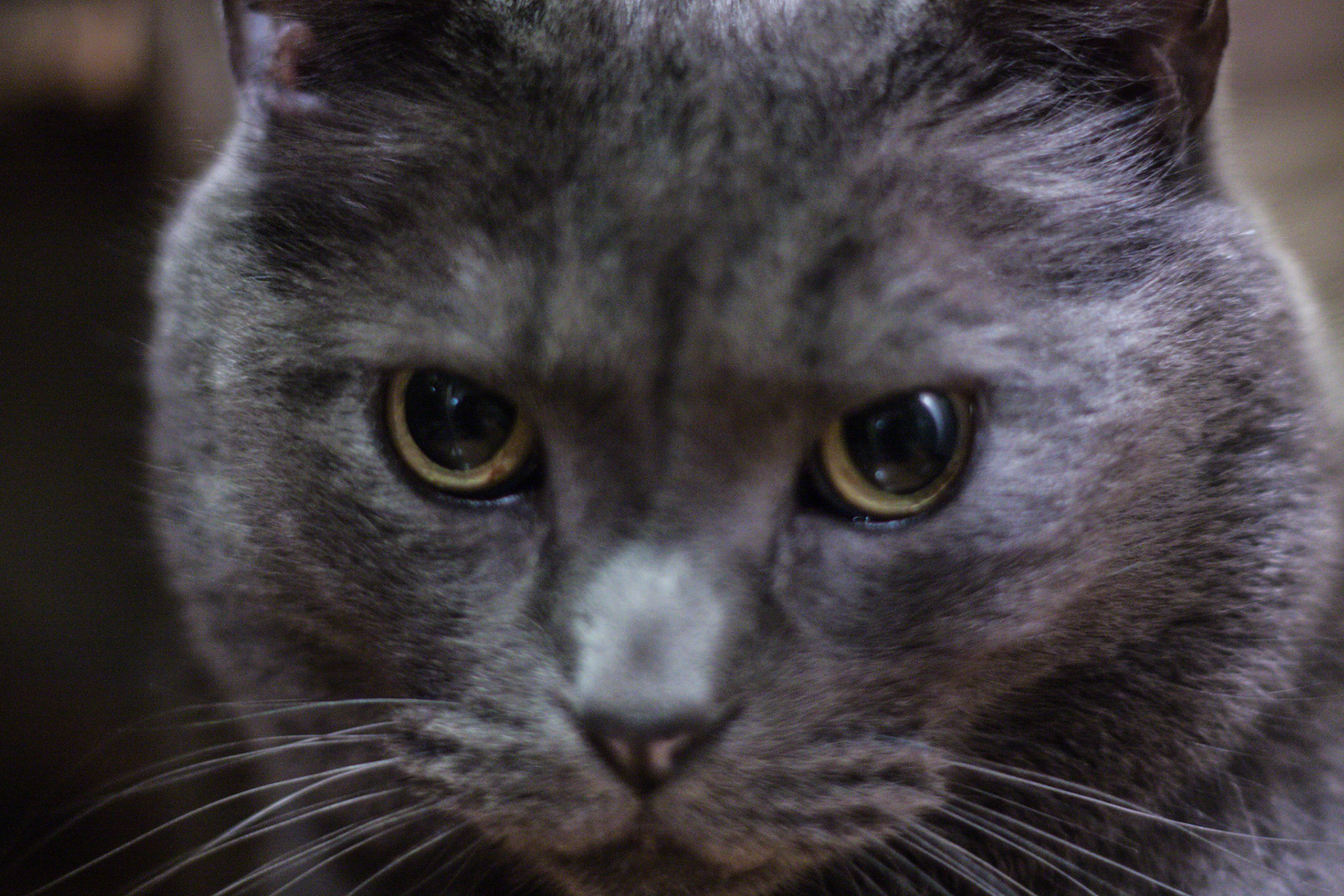 (Oba) Ohkba Ameziane-Hassani 2016 © obafkps@gmail.com ©  www.oba-photo.com