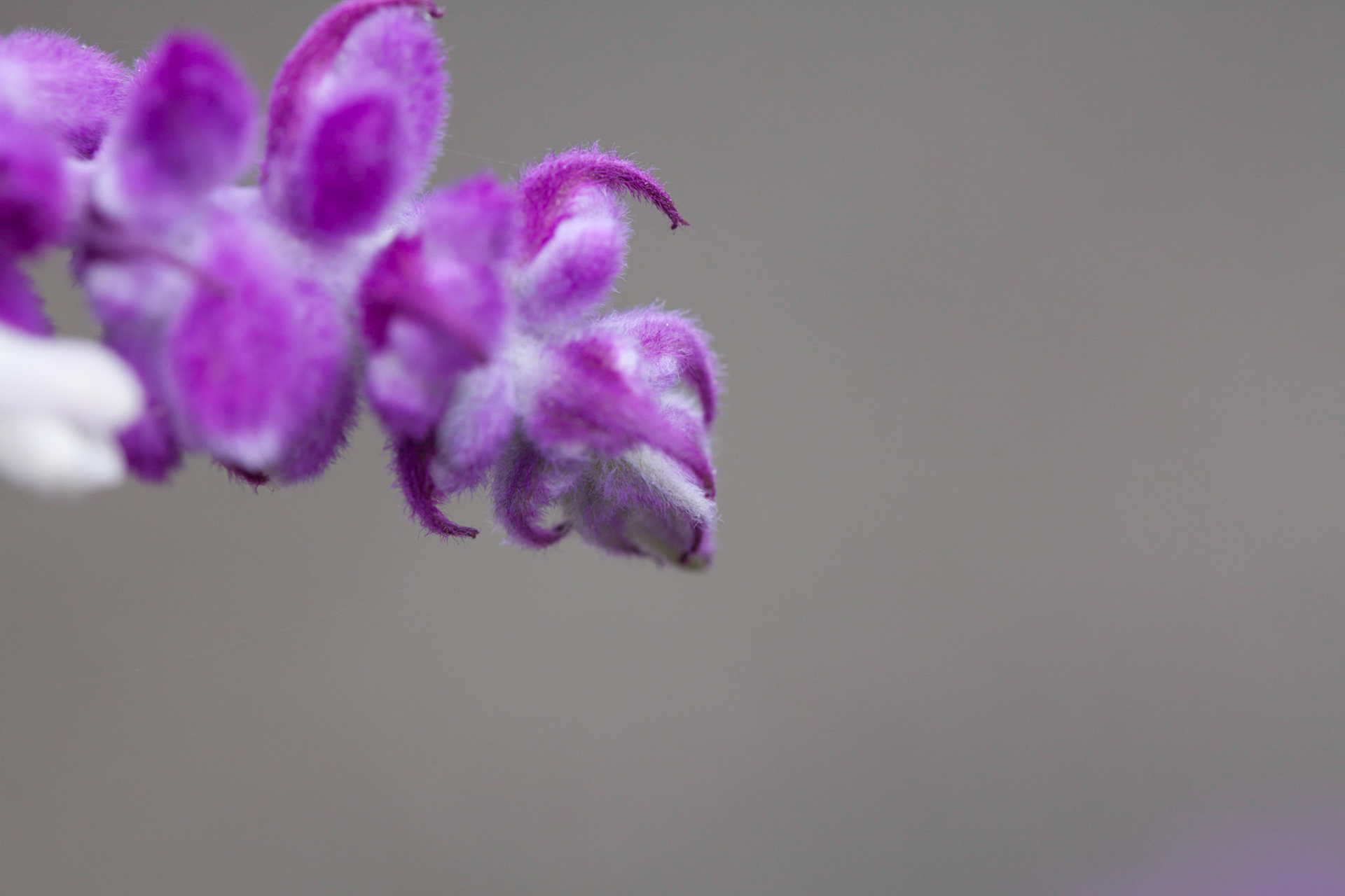 (Oba) Ohkba Ameziane-Hassani 2016 © obafkps@gmail.com ©  www.oba-photo.com