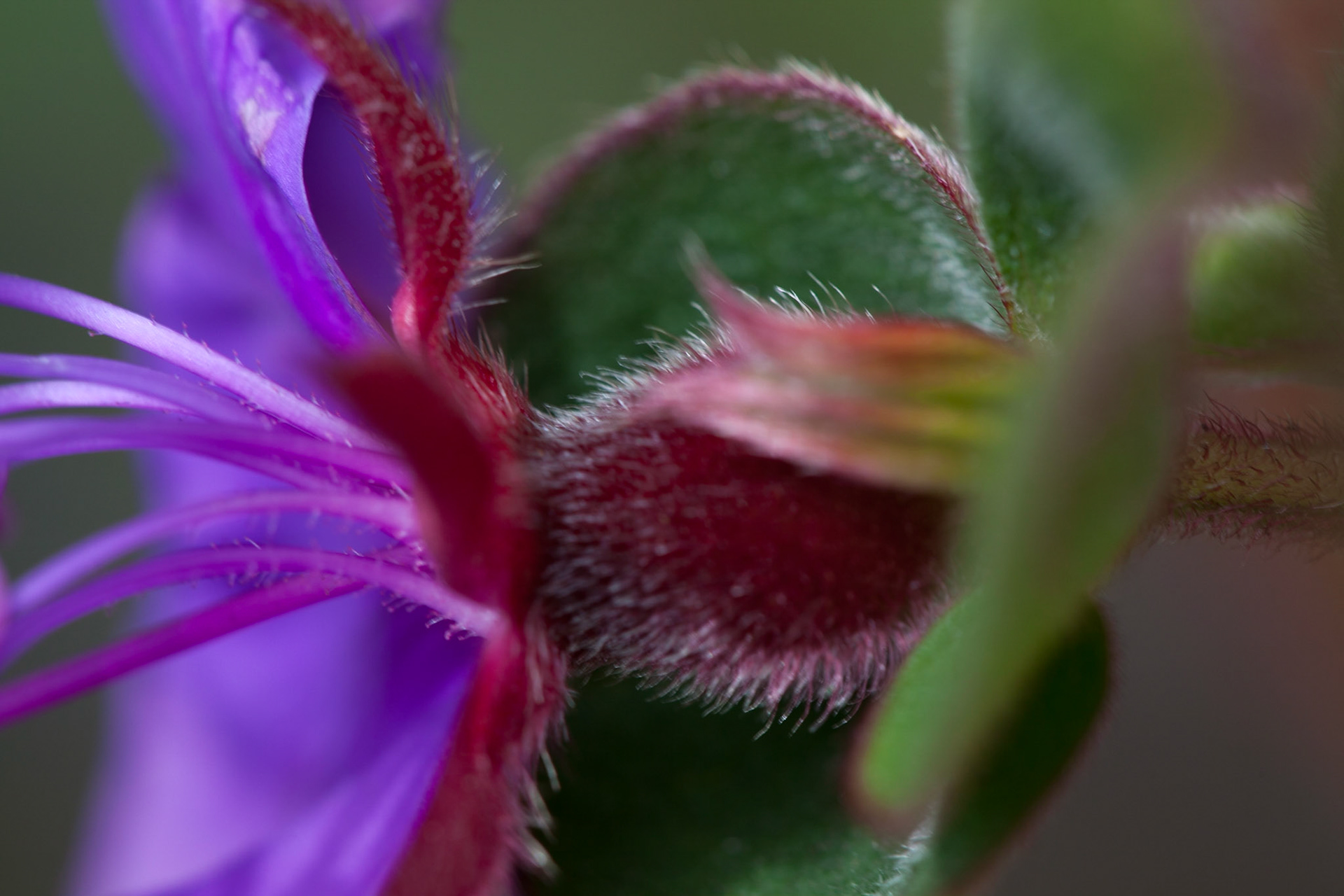 (Oba) Ohkba Ameziane-Hassani 2016 © obafkps@gmail.com ©  www.oba-photo.com