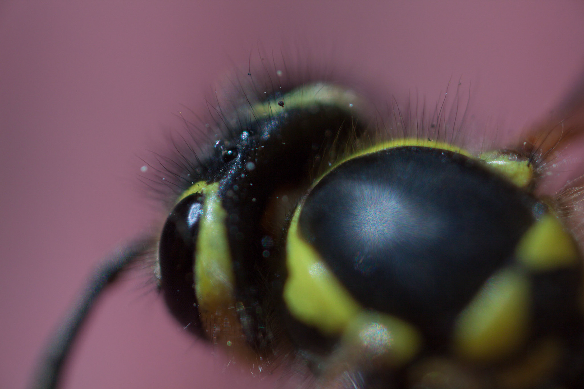 (Oba) Ohkba Ameziane-Hassani 2016 © obafkps@gmail.com ©  www.oba-photo.com