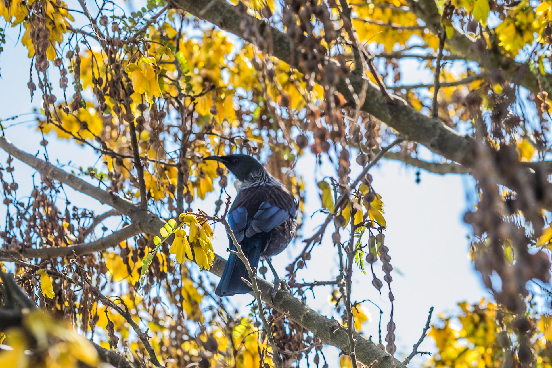 (Oba) Ohkba Ameziane-Hassani 2016 © obafkps@gmail.com ©  www.oba-photo.com