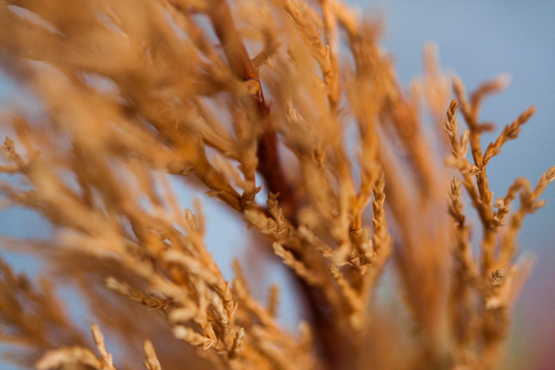 (Oba) Ohkba Ameziane-Hassani 2016 © obafkps@gmail.com ©  www.oba-photo.com