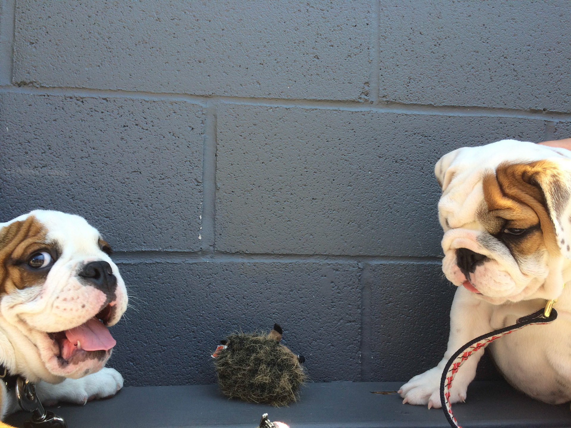 (Oba) Ohkba Ameziane-Hassani 2016 © obafkps@gmail.com ©  www.oba-photo.com