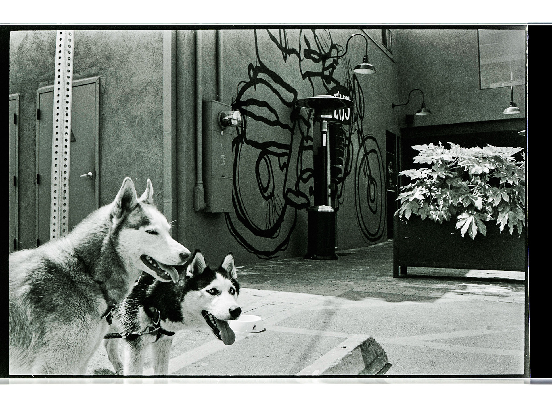 (Oba) Ohkba Ameziane-Hassani 2016 © obafkps@gmail.com ©  www.oba-photo.com