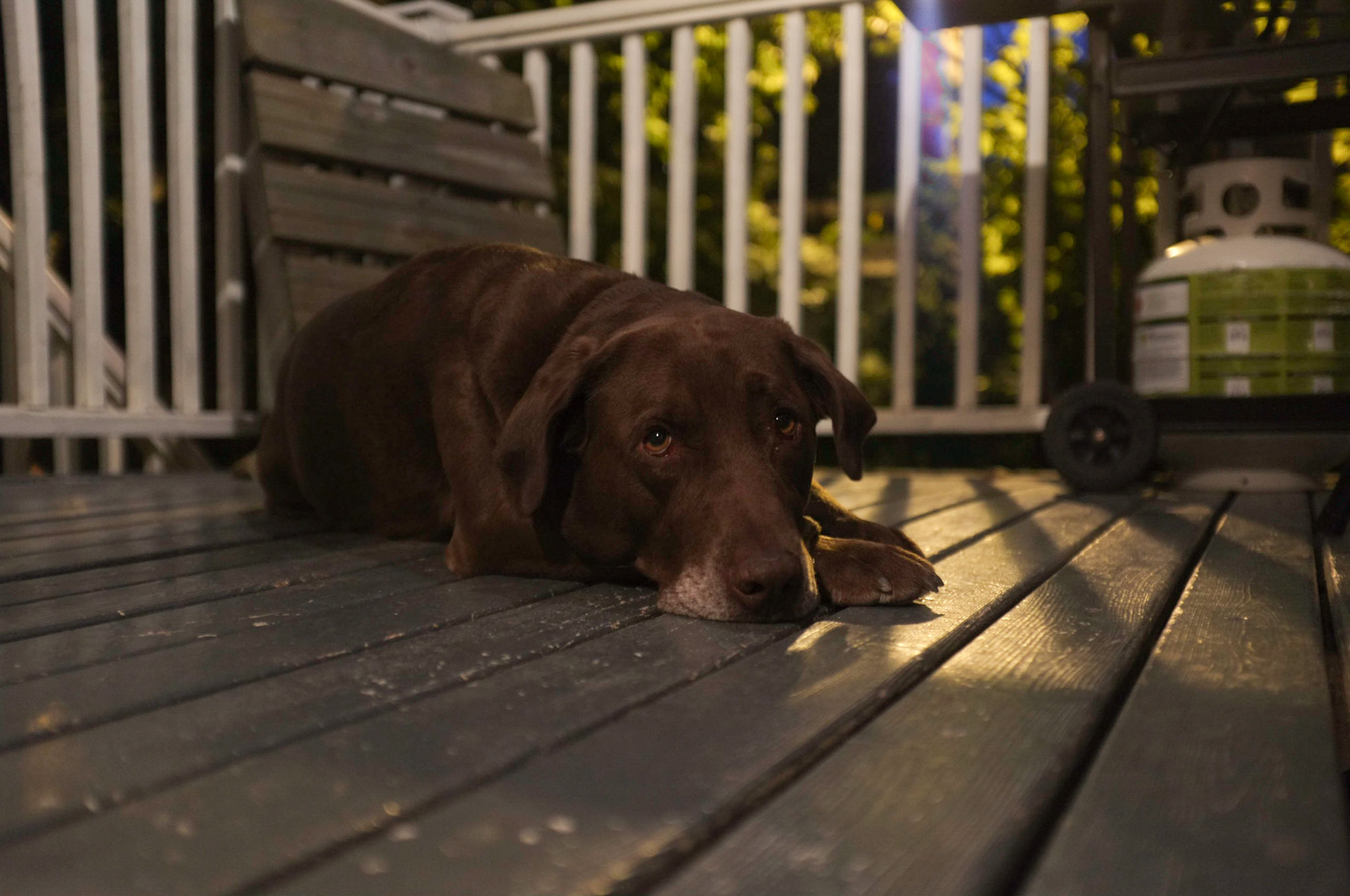 (Oba) Ohkba Ameziane-Hassani 2016 © obafkps@gmail.com ©  www.oba-photo.com