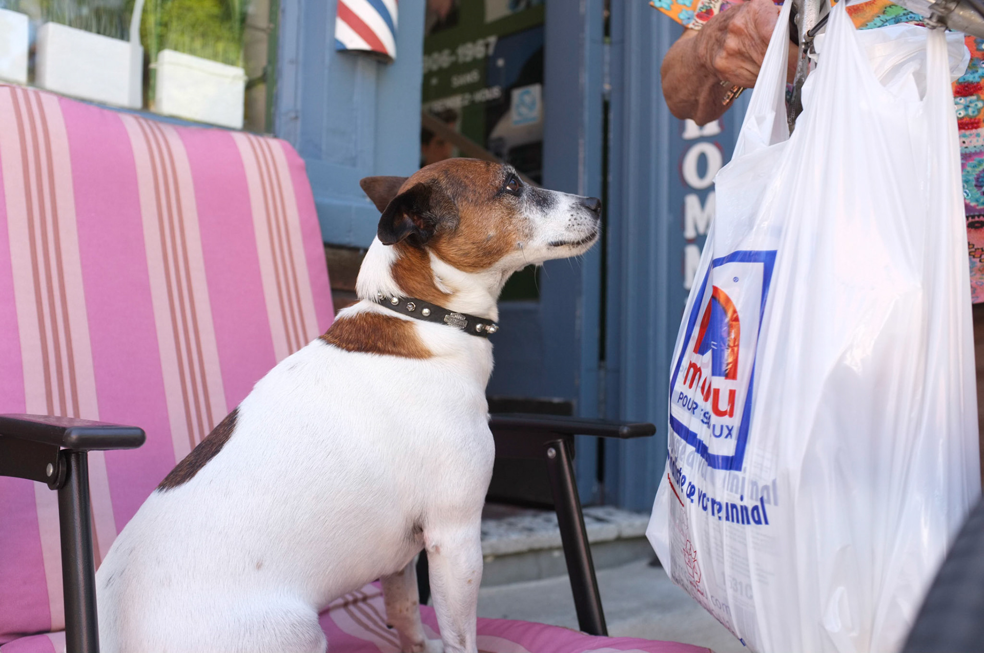 (Oba) Ohkba Ameziane-Hassani 2016 © obafkps@gmail.com ©  www.oba-photo.com