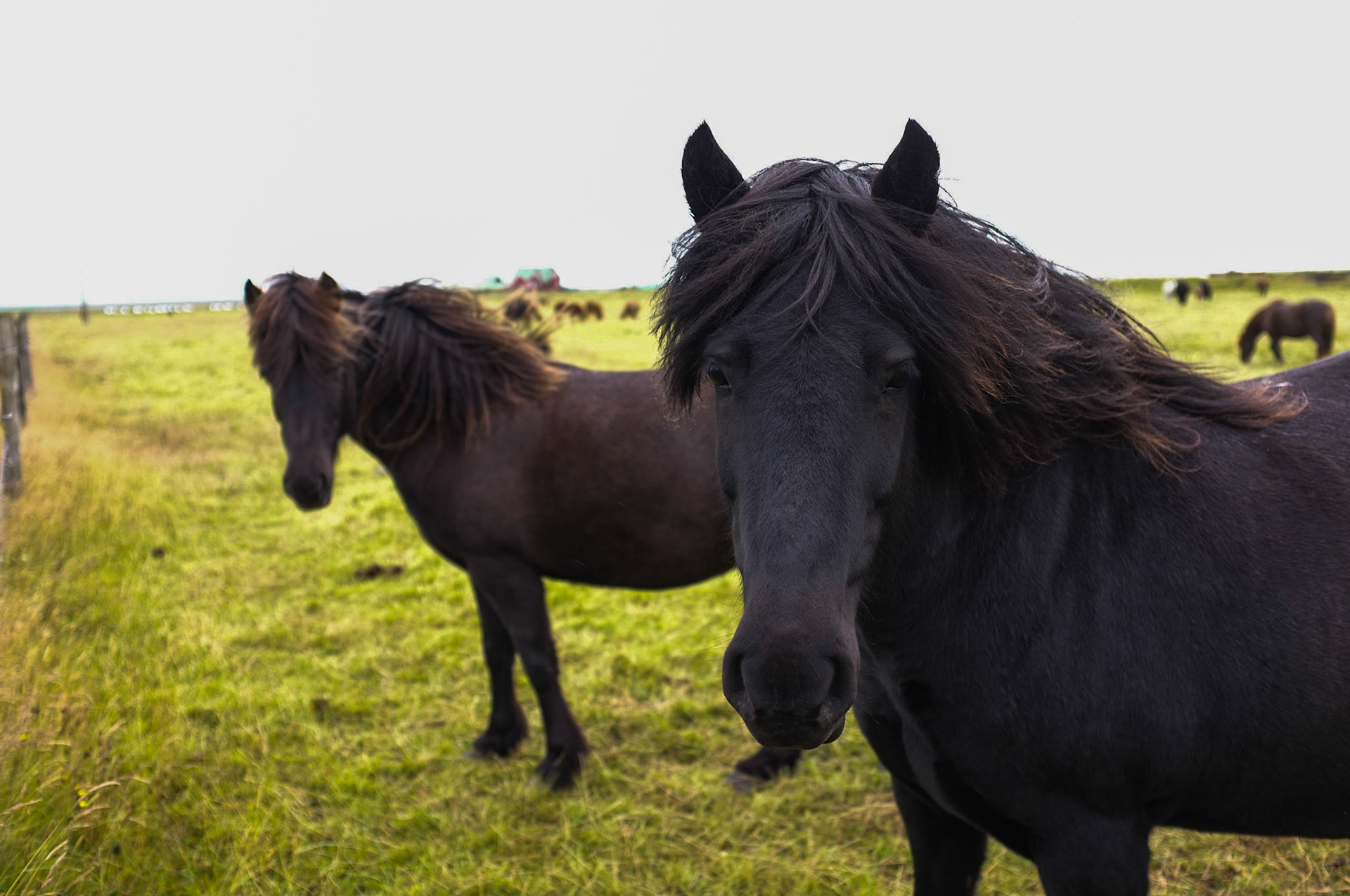 (Oba) Ohkba Ameziane-Hassani 2016 © obafkps@gmail.com ©  www.oba-photo.com