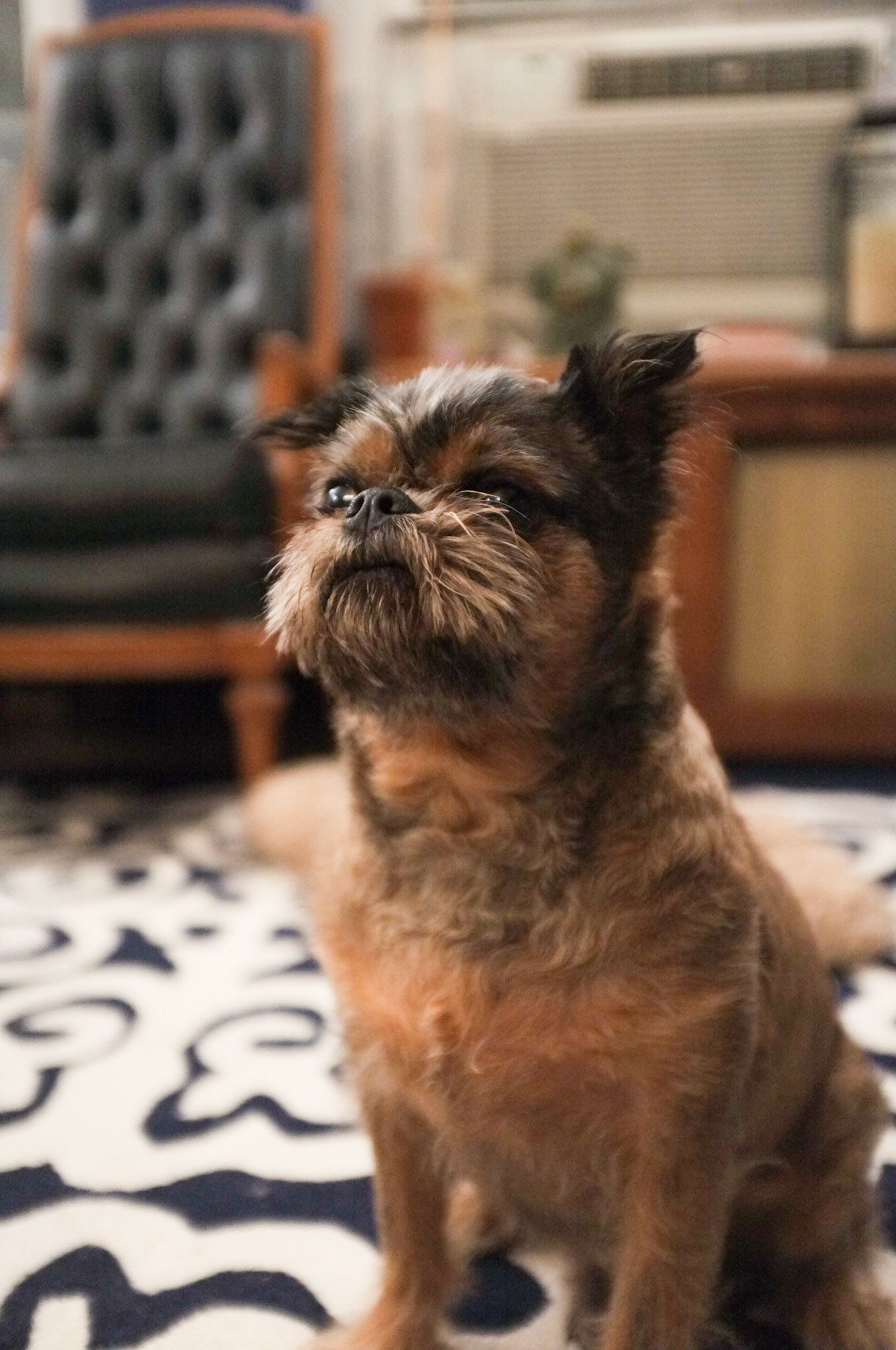 (Oba) Ohkba Ameziane-Hassani 2016 © obafkps@gmail.com ©  www.oba-photo.com