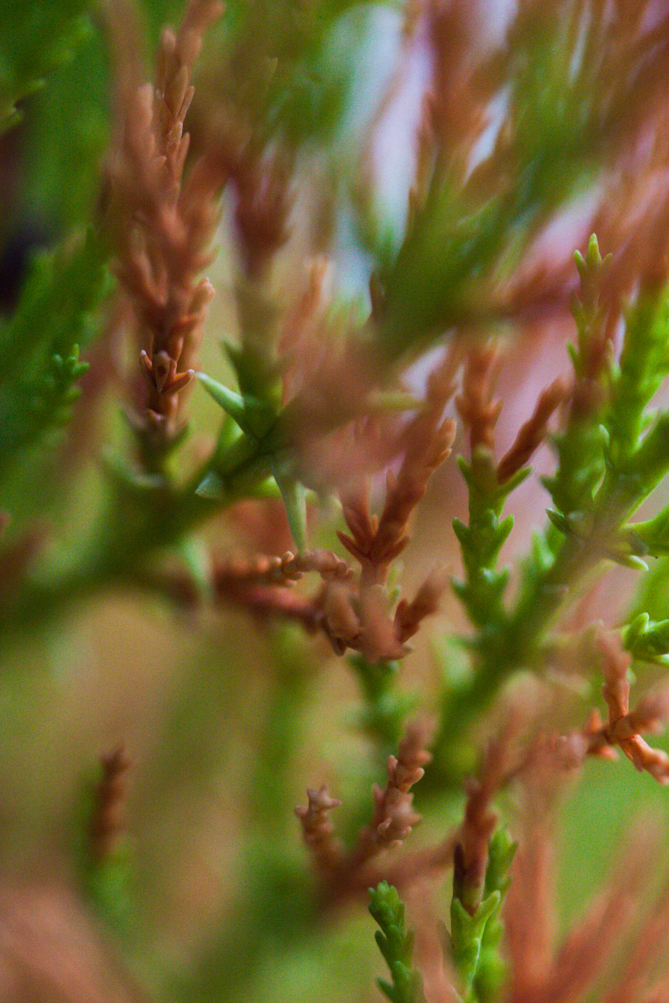 (Oba) Ohkba Ameziane-Hassani 2016 © obafkps@gmail.com ©  www.oba-photo.com