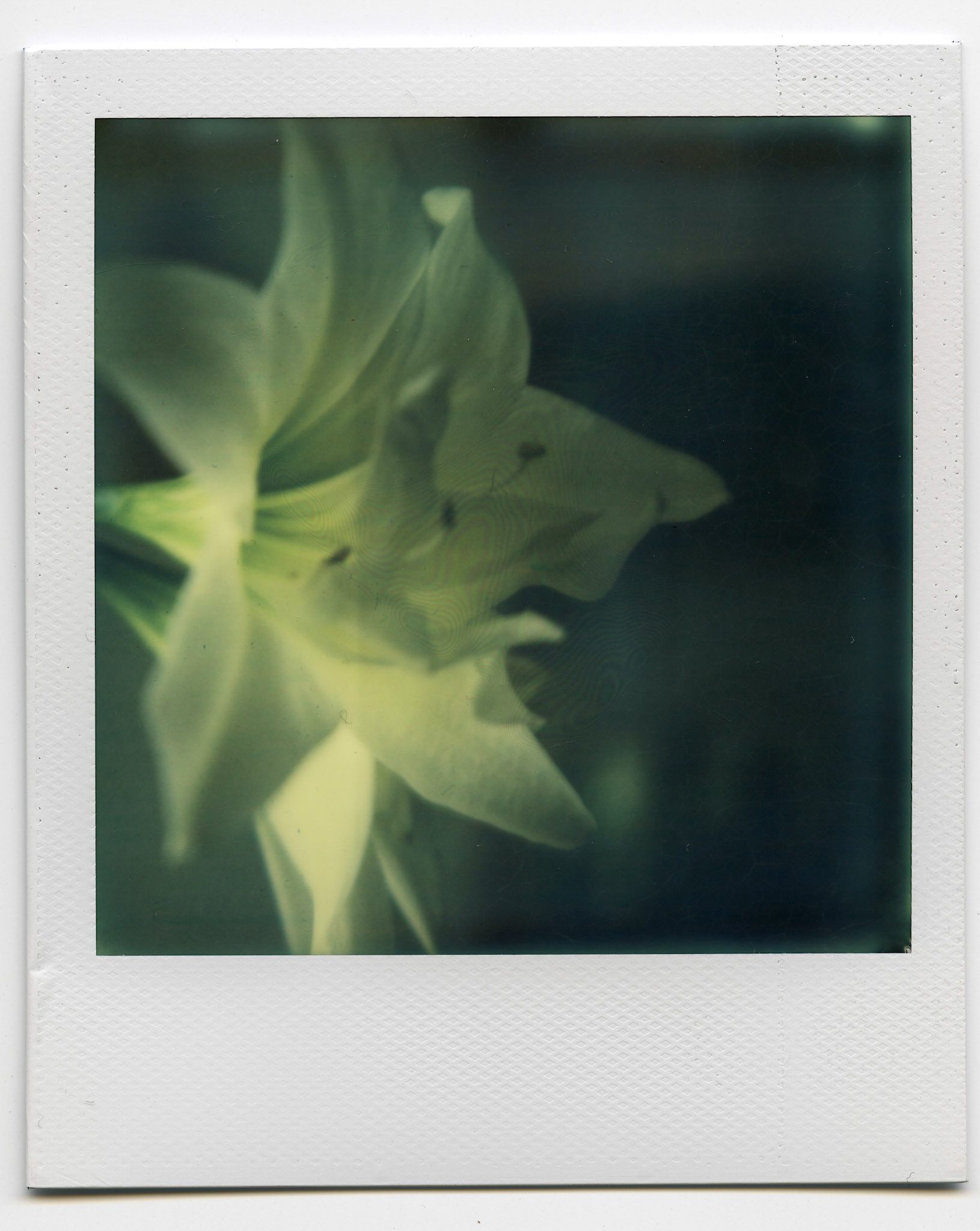 (Oba) Ohkba Ameziane-Hassani 2016 © obafkps@gmail.com ©  www.oba-photo.com©