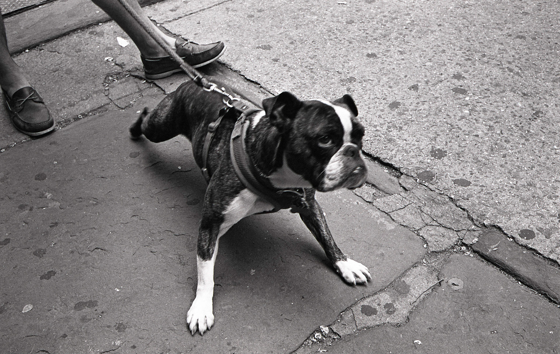 (Oba) Ohkba Ameziane-Hassani 2016 © obafkps@gmail.com ©  www.oba-photo.com