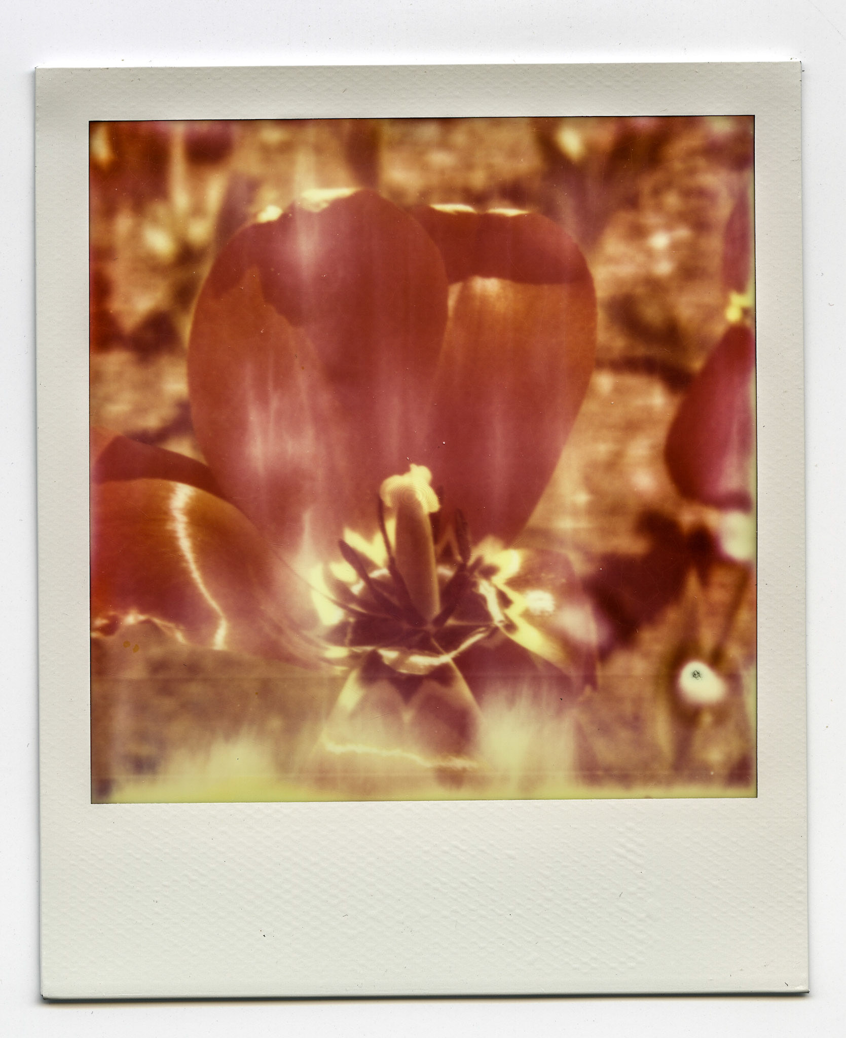 (Oba) Ohkba Ameziane-Hassani 2016 © obafkps@gmail.com ©  www.oba-photo.com©