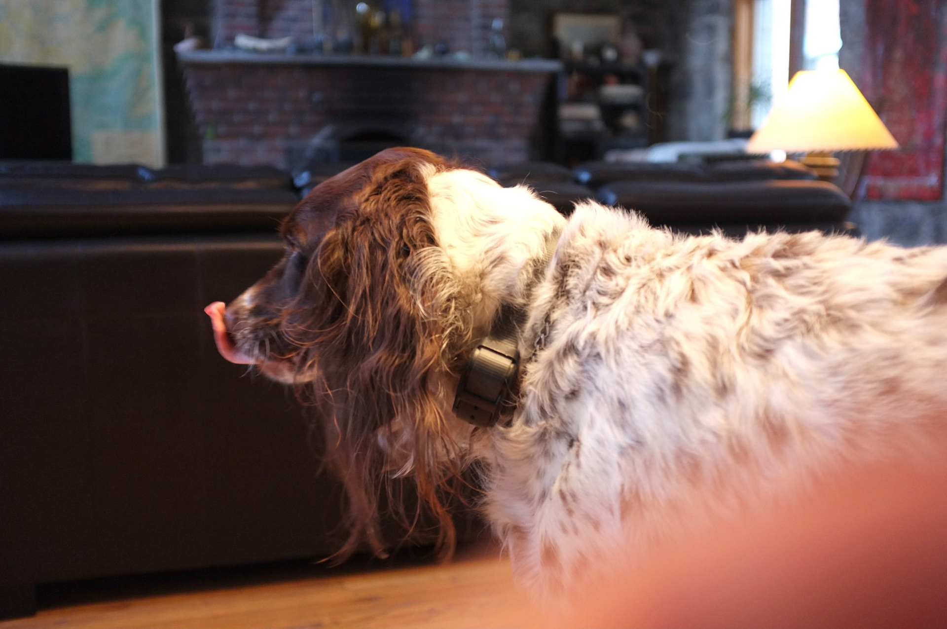 (Oba) Ohkba Ameziane-Hassani 2016 © obafkps@gmail.com ©  www.oba-photo.com