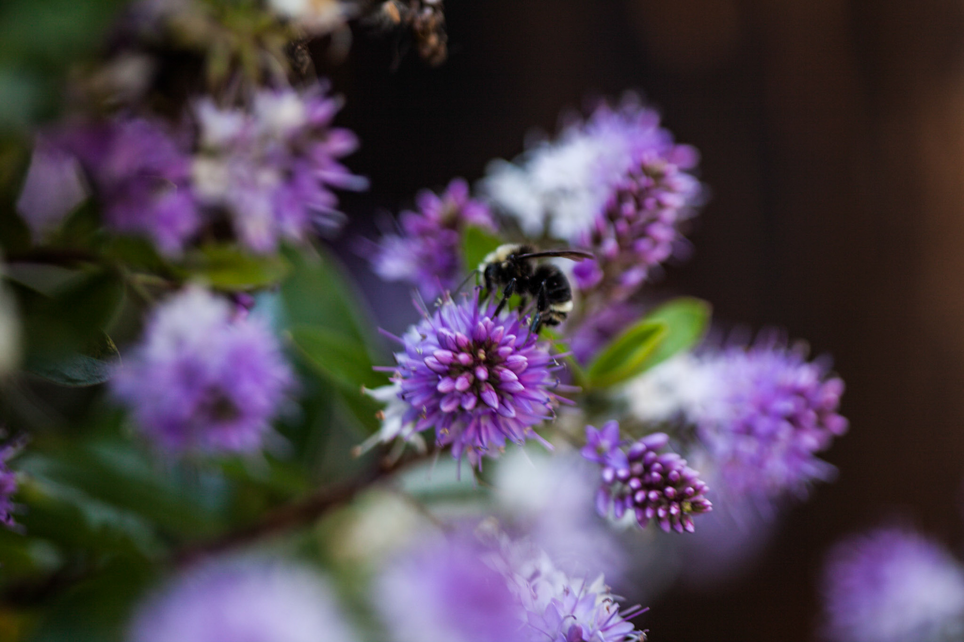 (Oba) Ohkba Ameziane-Hassani 2016 © obafkps@gmail.com ©  www.oba-photo.com