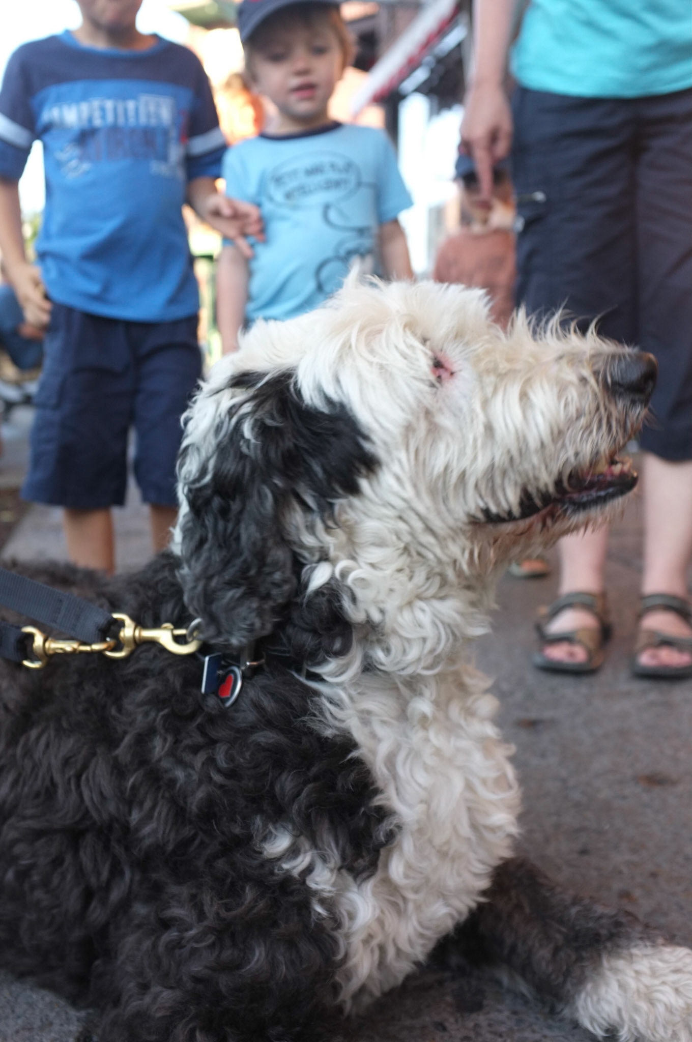 (Oba) Ohkba Ameziane-Hassani 2016 © obafkps@gmail.com ©  www.oba-photo.com