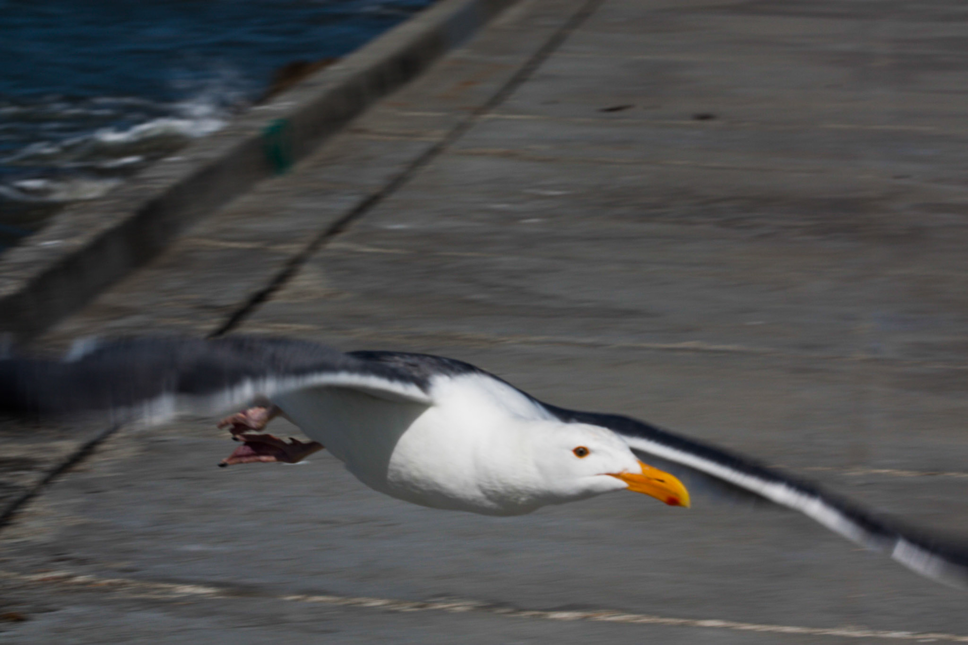 (Oba) Ohkba Ameziane-Hassani 2016 © obafkps@gmail.com ©  www.oba-photo.com