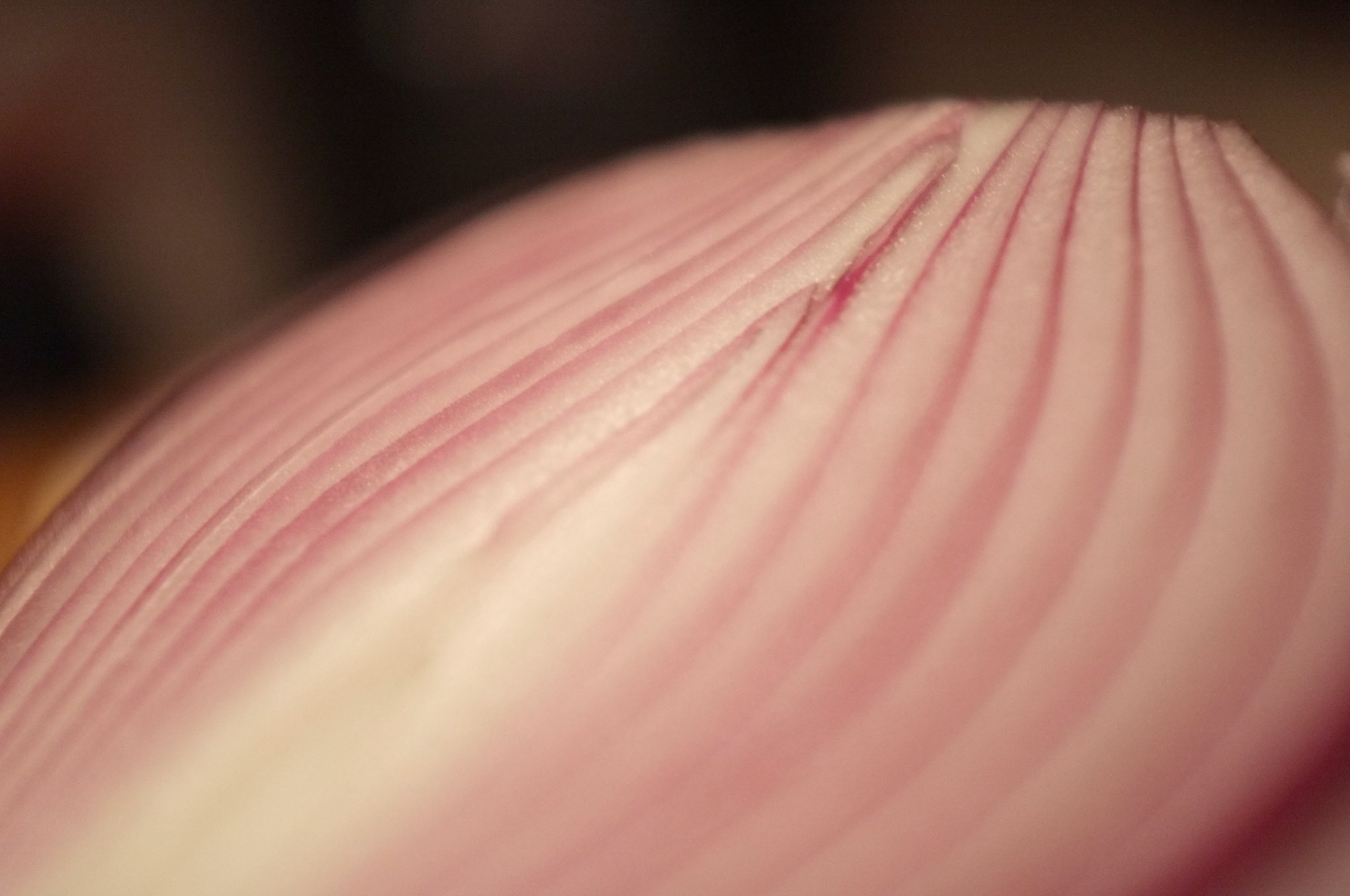 (Oba) Ohkba Ameziane-Hassani 2016 © obafkps@gmail.com ©  www.oba-photo.com