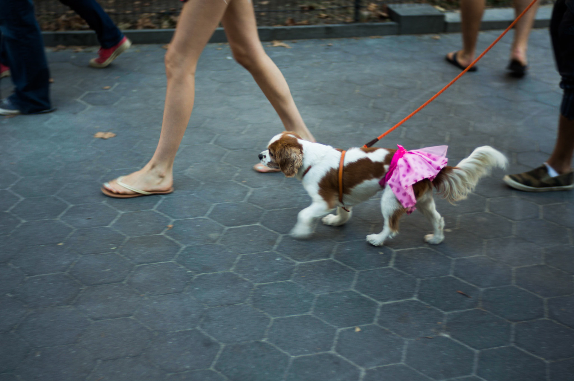 (Oba) Ohkba Ameziane-Hassani 2016 © obafkps@gmail.com ©  www.oba-photo.com