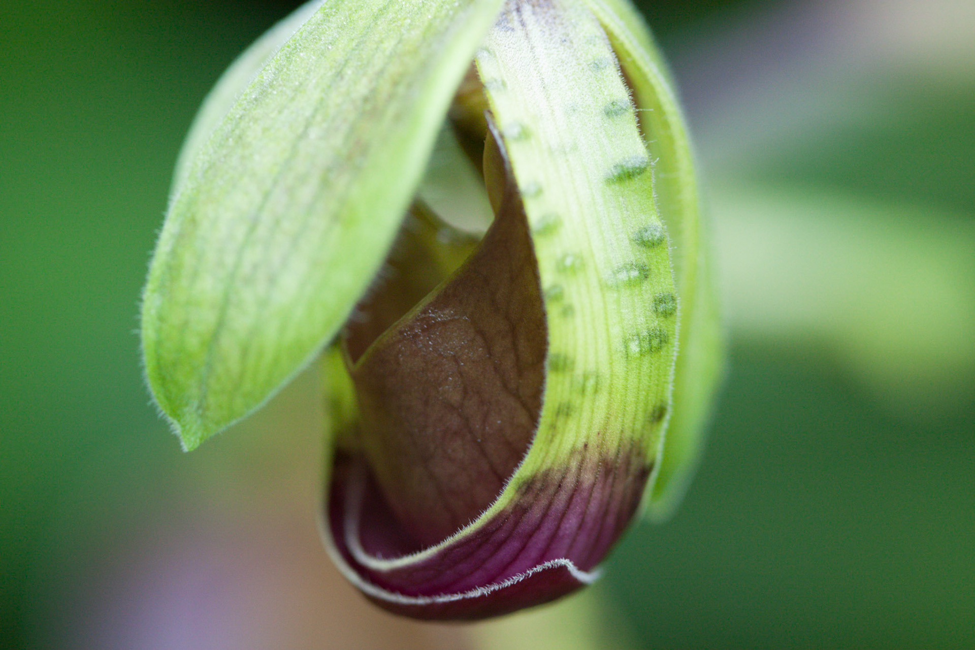 (Oba) Ohkba Ameziane-Hassani 2016 © obafkps@gmail.com ©  www.oba-photo.com