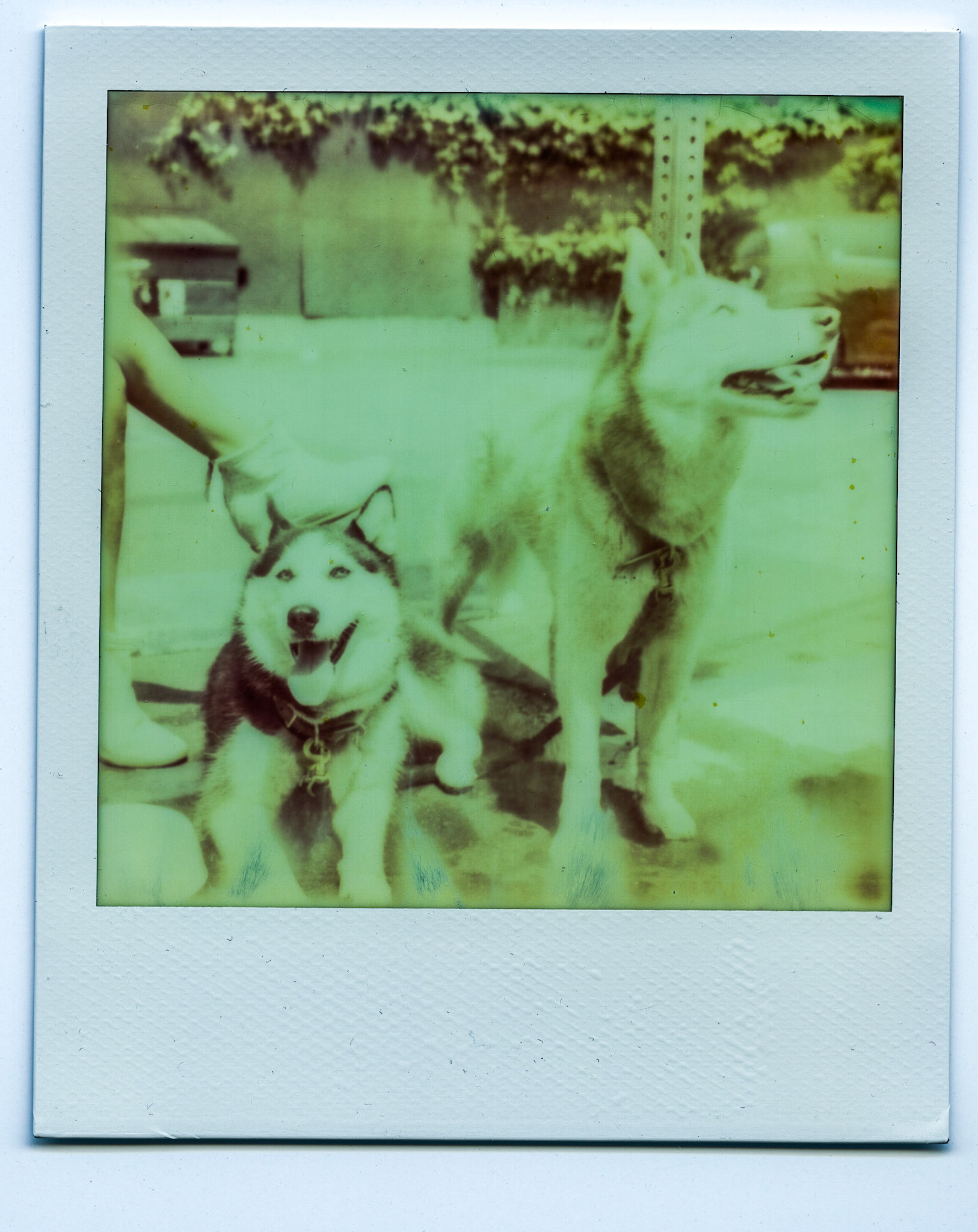 (Oba) Ohkba Ameziane-Hassani 2016 © obafkps@gmail.com ©  www.oba-photo.com©