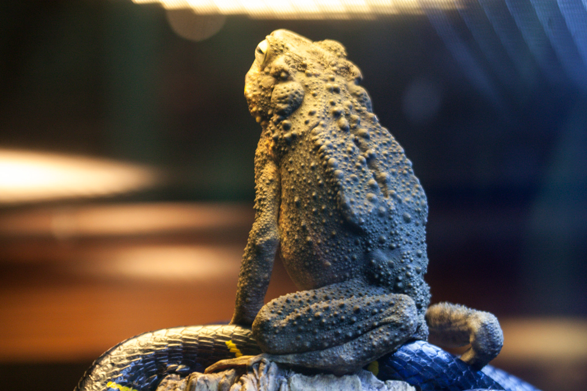 (Oba) Ohkba Ameziane-Hassani 2016 © obafkps@gmail.com ©  www.oba-photo.com