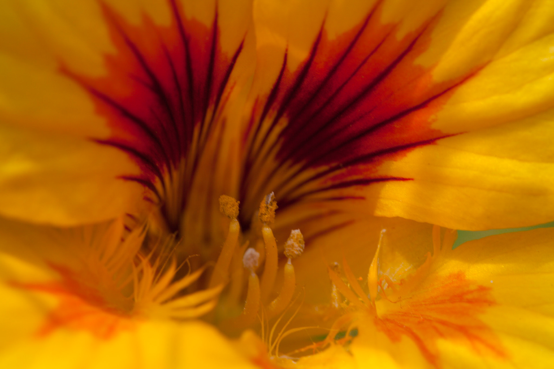 (Oba) Ohkba Ameziane-Hassani 2016 © obafkps@gmail.com ©  www.oba-photo.com