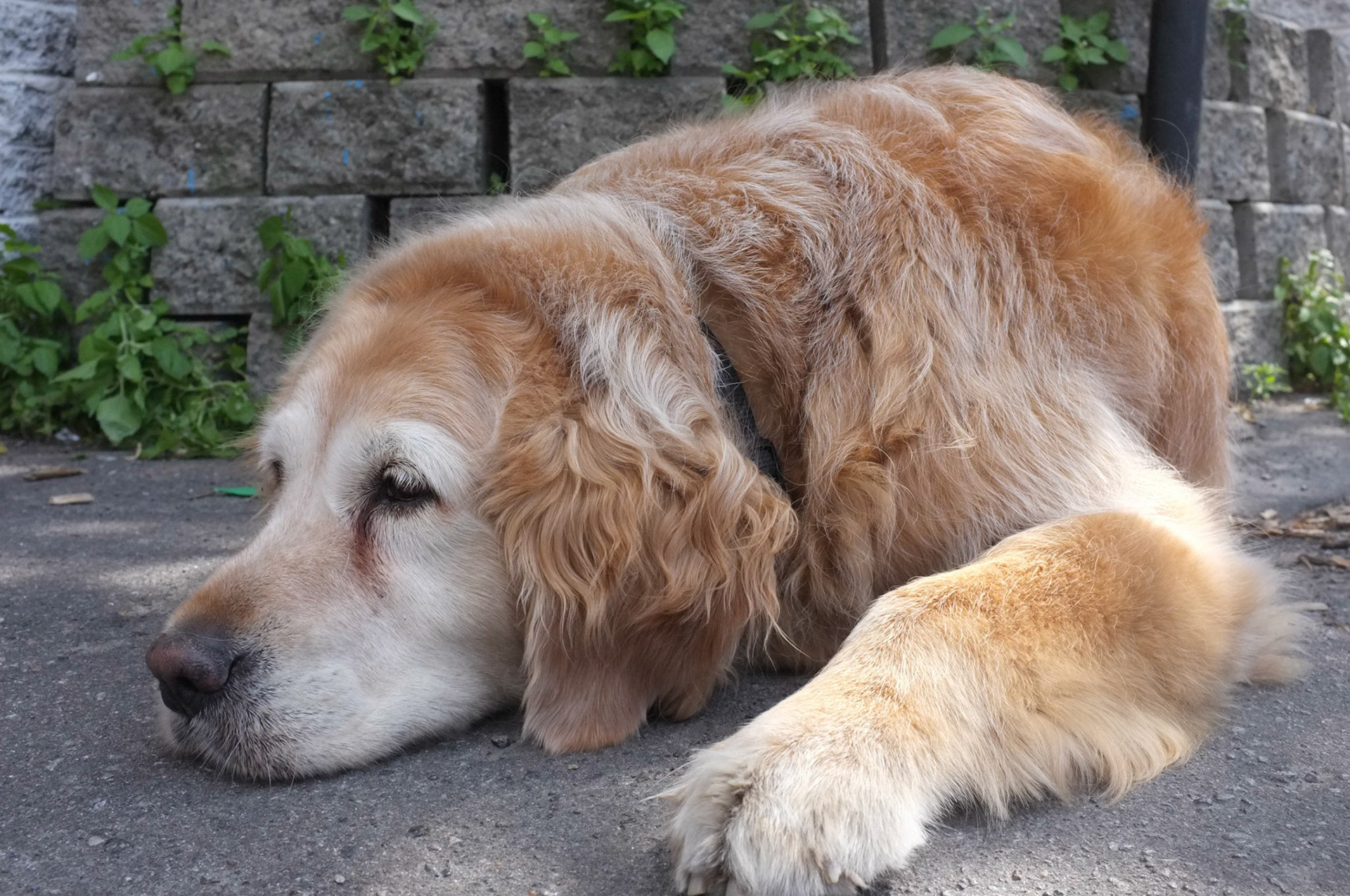 (Oba) Ohkba Ameziane-Hassani 2016 © obafkps@gmail.com ©  www.oba-photo.com