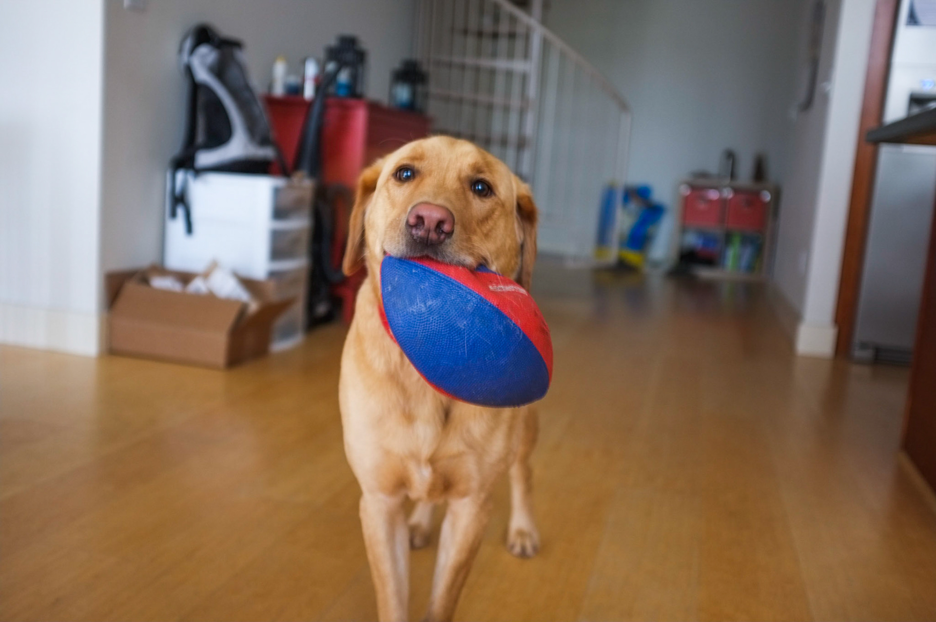 (Oba) Ohkba Ameziane-Hassani 2016 © obafkps@gmail.com ©  www.oba-photo.com