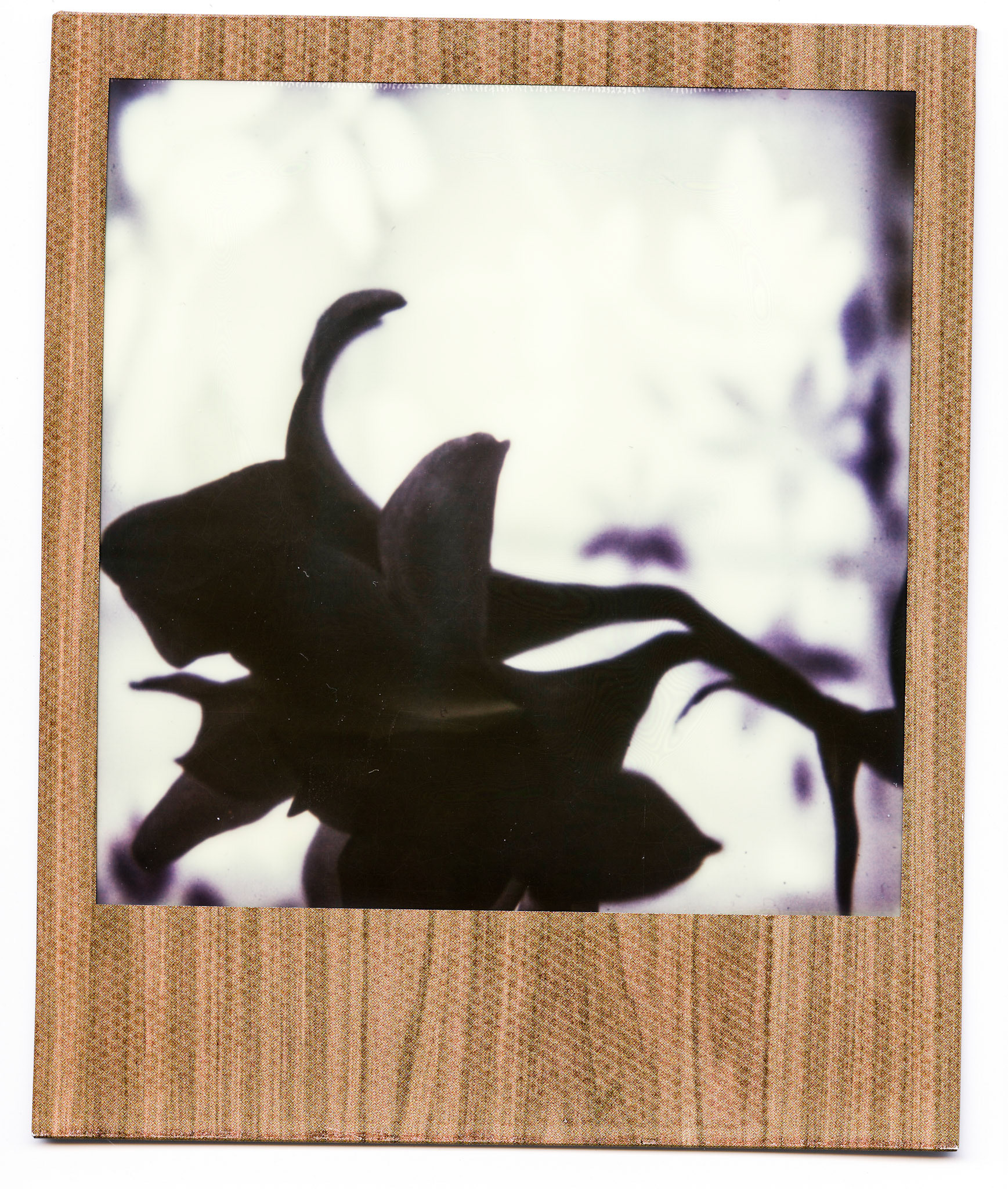 (Oba) Ohkba Ameziane-Hassani 2016 © obafkps@gmail.com ©  www.oba-photo.com©