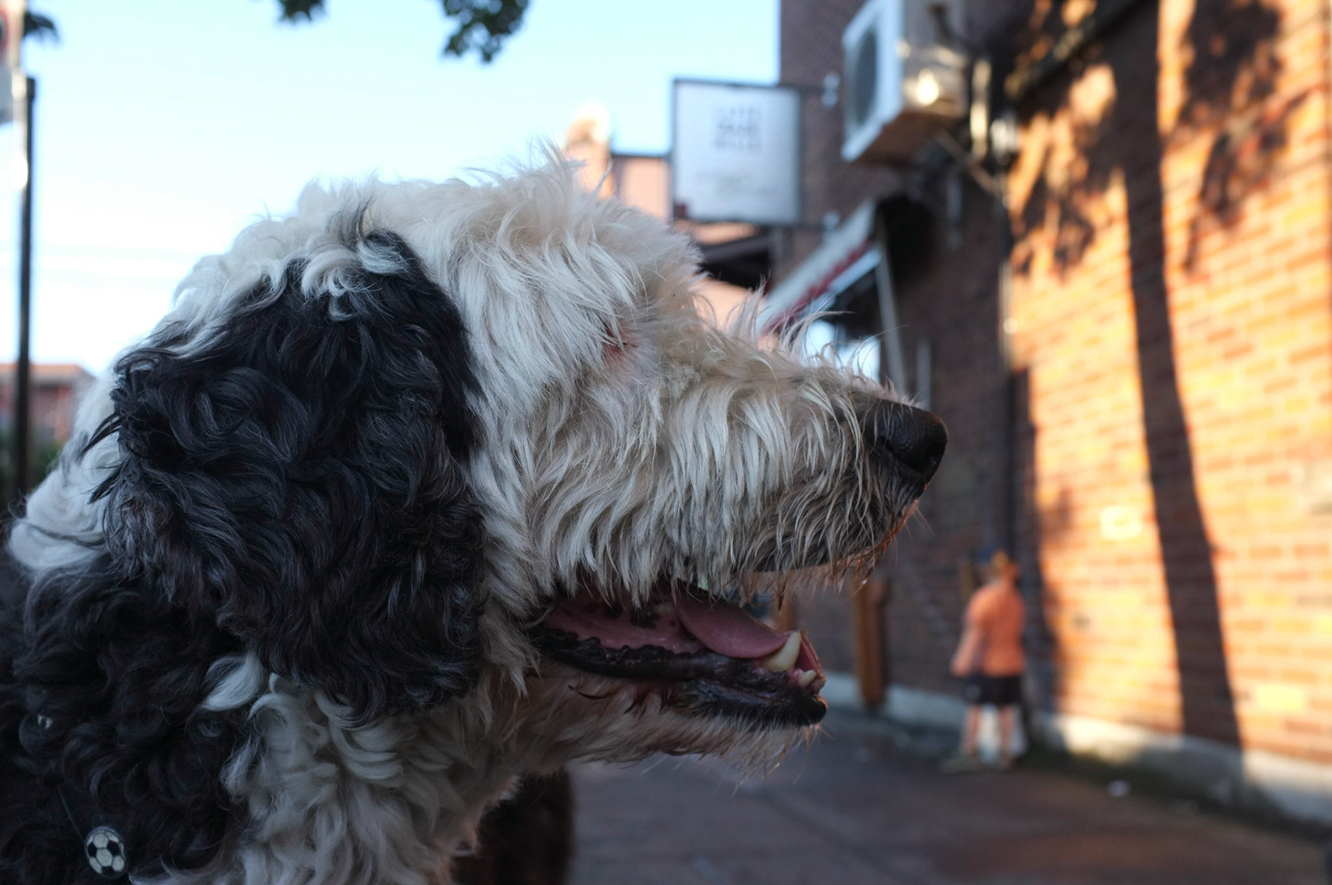 (Oba) Ohkba Ameziane-Hassani 2016 © obafkps@gmail.com ©  www.oba-photo.com