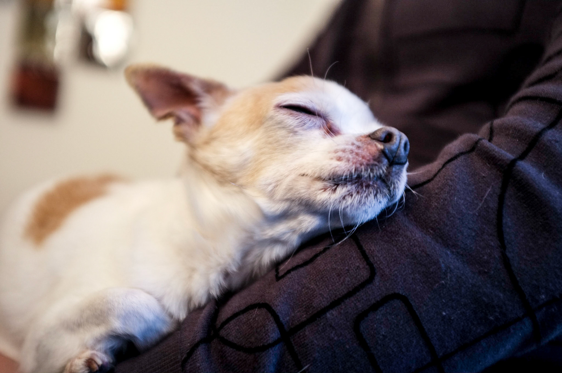 (Oba) Ohkba Ameziane-Hassani 2016 © obafkps@gmail.com ©  www.oba-photo.com