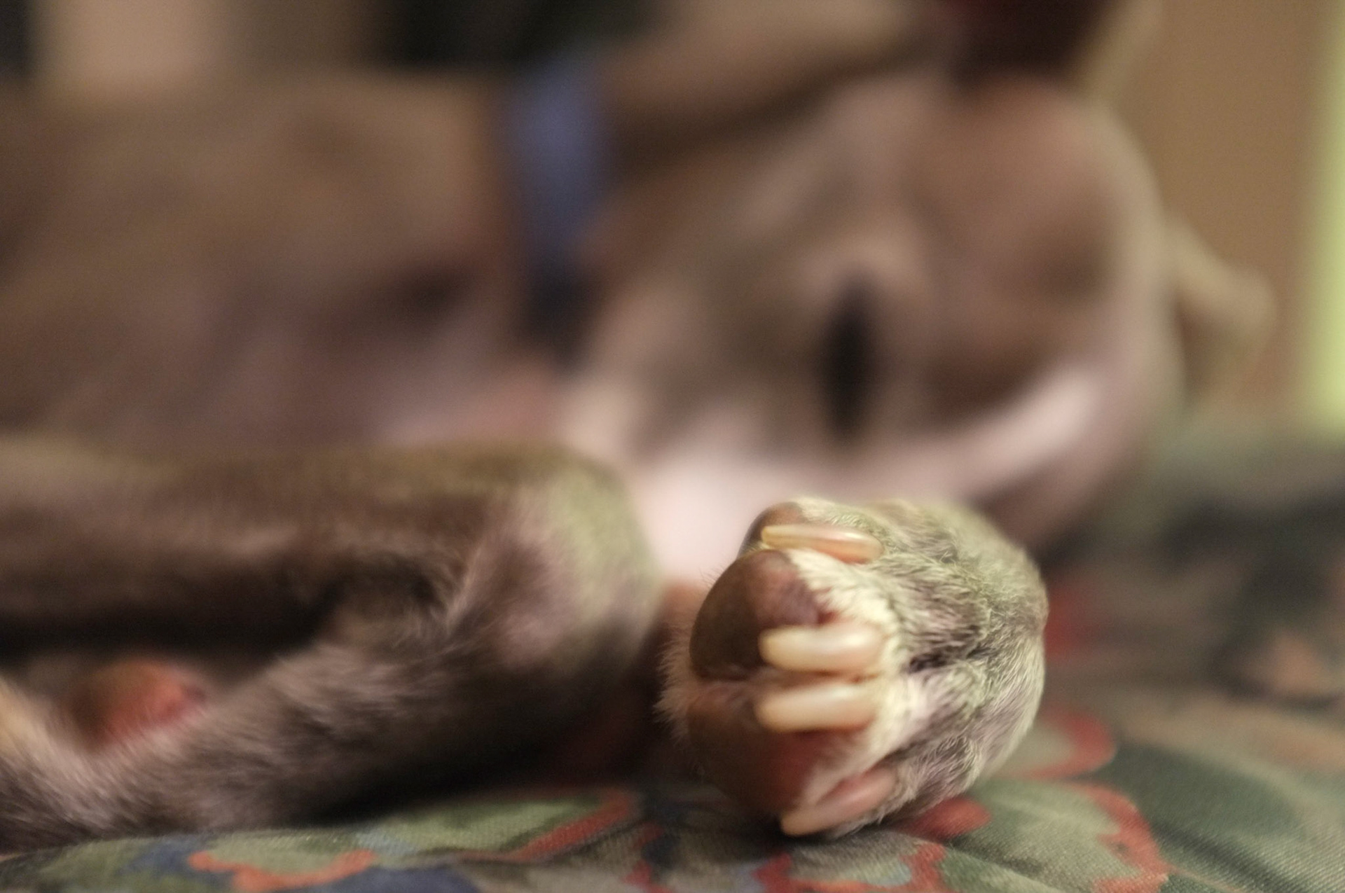 (Oba) Ohkba Ameziane-Hassani 2016 © obafkps@gmail.com ©  www.oba-photo.com