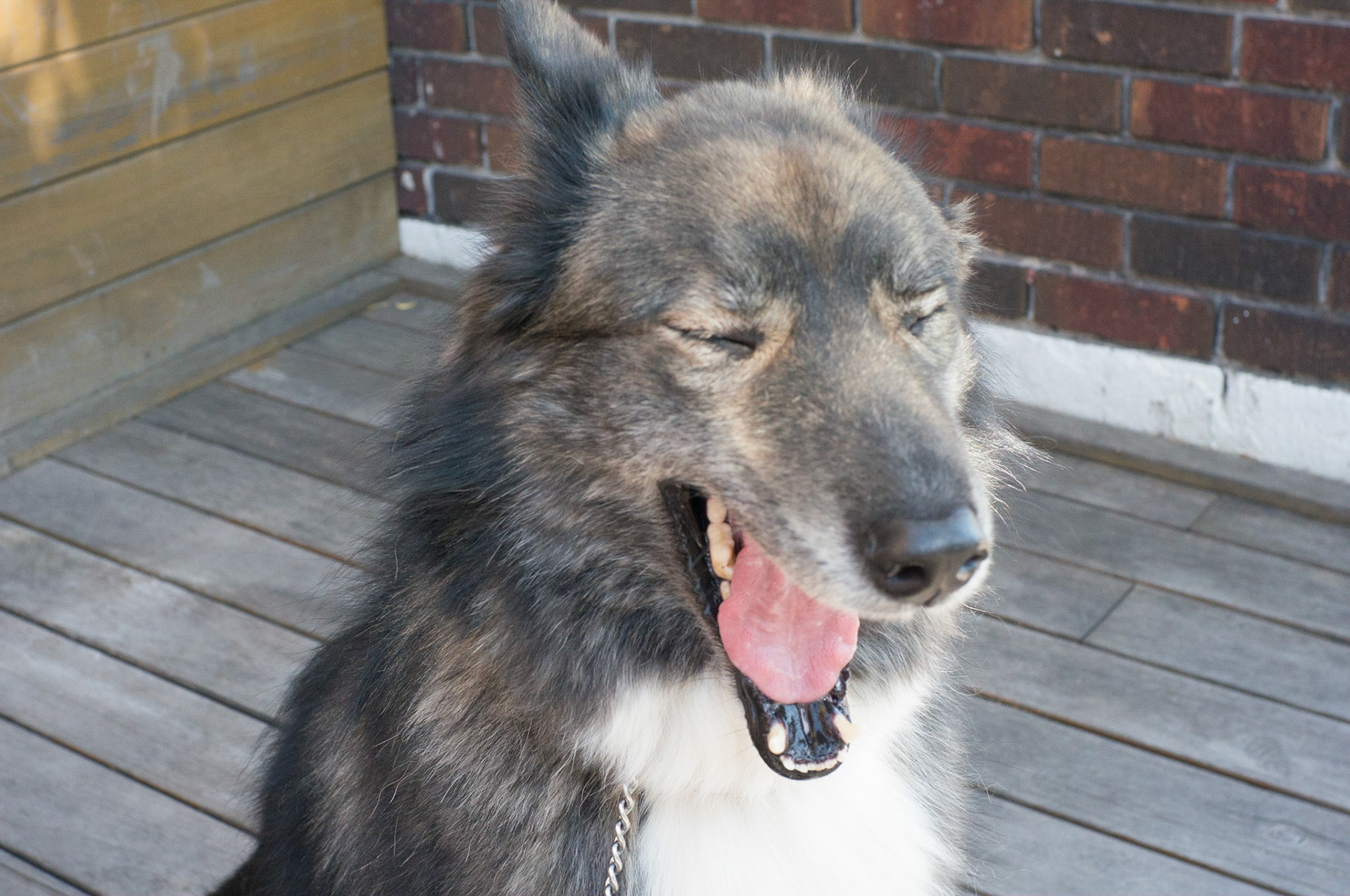 (Oba) Ohkba Ameziane-Hassani 2016 © obafkps@gmail.com ©  www.oba-photo.com