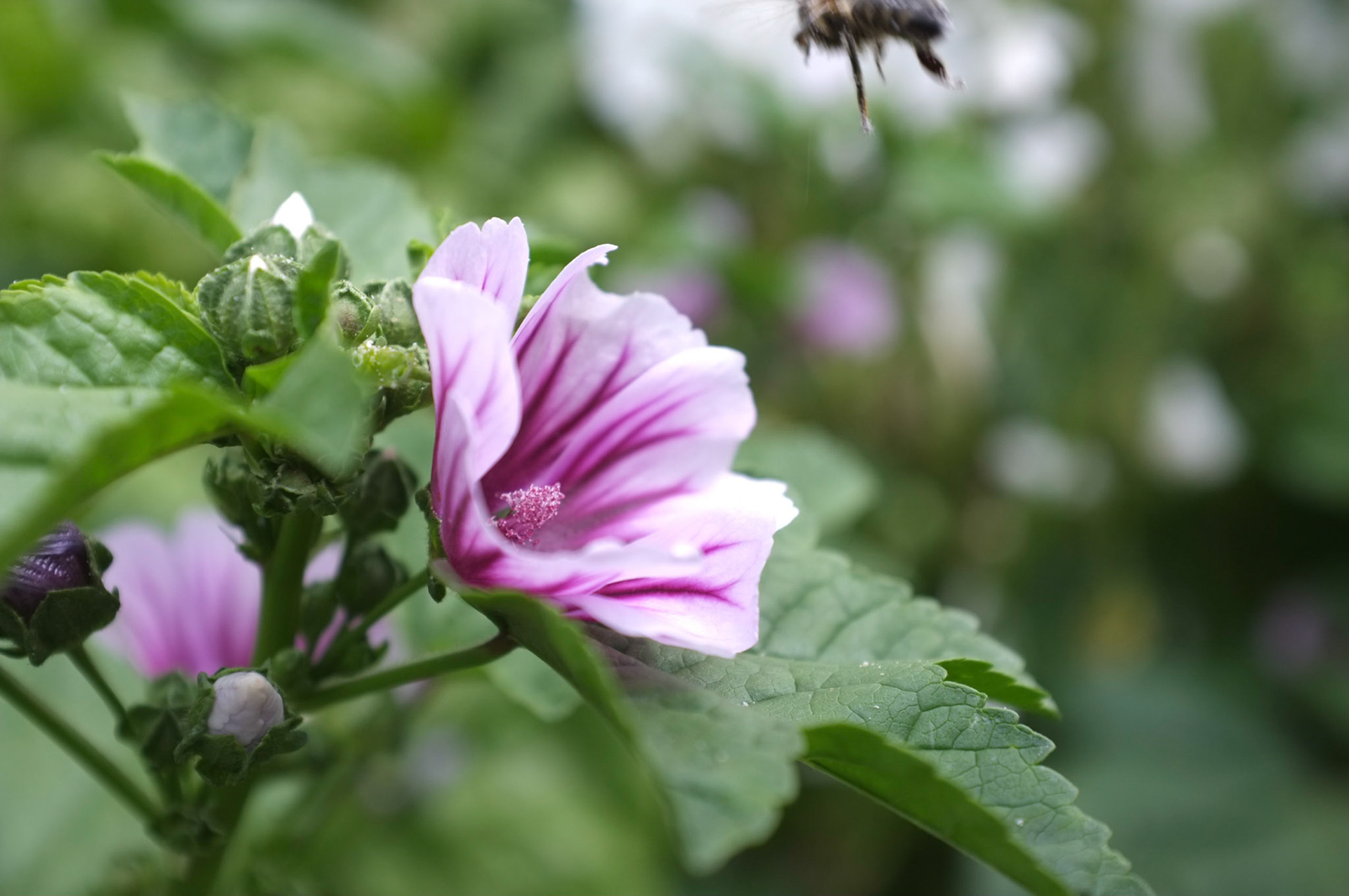 (Oba) Ohkba Ameziane-Hassani 2016 © obafkps@gmail.com ©  www.oba-photo.com