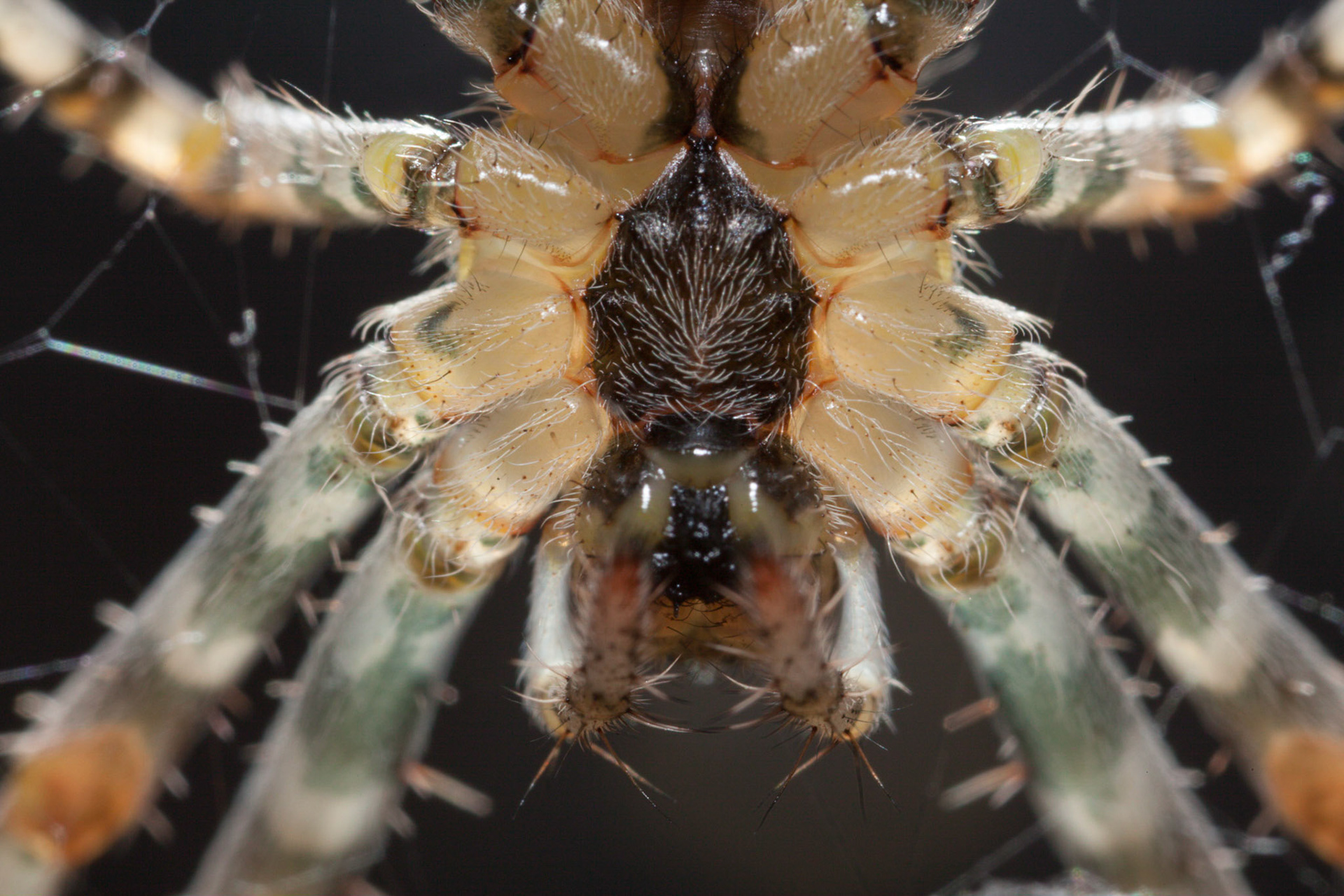 (Oba) Ohkba Ameziane-Hassani 2016 © obafkps@gmail.com ©  www.oba-photo.com