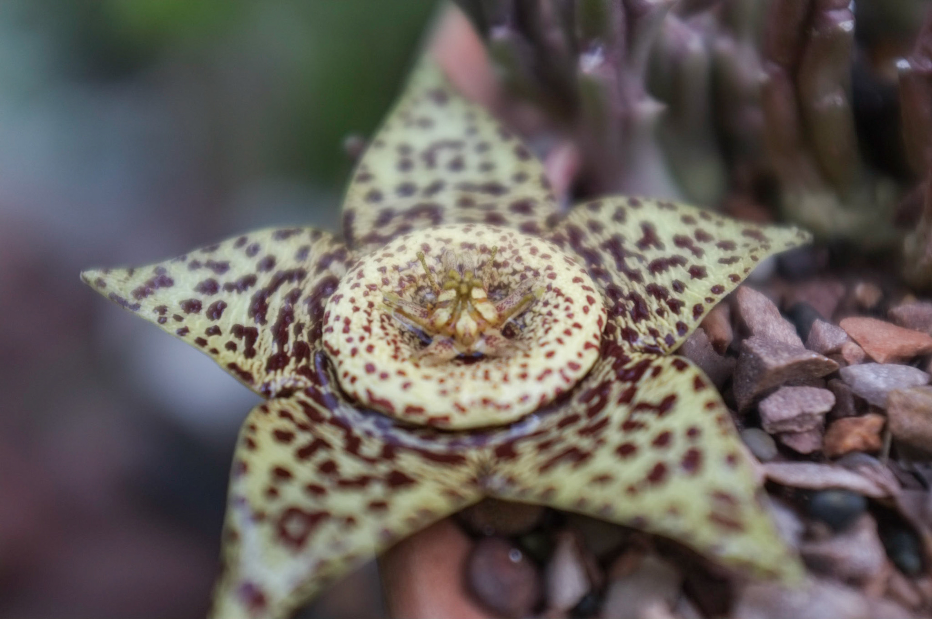 (Oba) Ohkba Ameziane-Hassani 2016 © obafkps@gmail.com ©  www.oba-photo.com