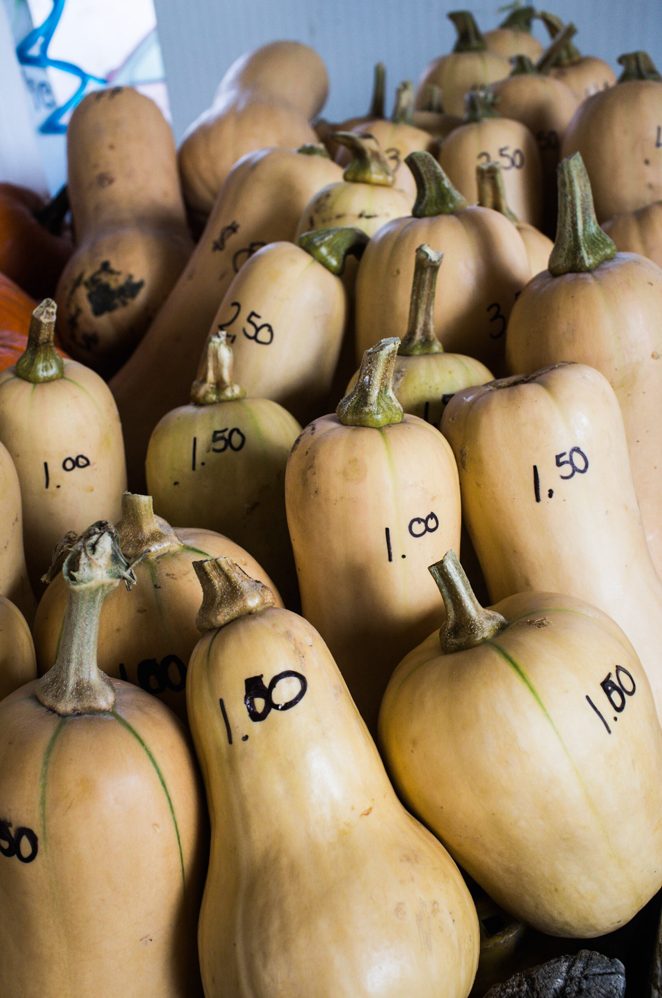 (Oba) Ohkba Ameziane-Hassani 2016 © obafkps@gmail.com ©  www.oba-photo.com