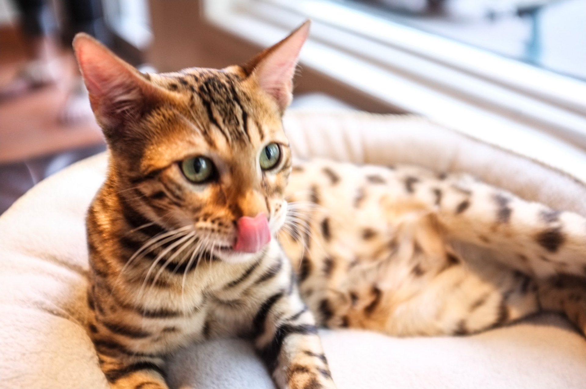 (Oba) Ohkba Ameziane-Hassani 2016 © obafkps@gmail.com ©  www.oba-photo.com