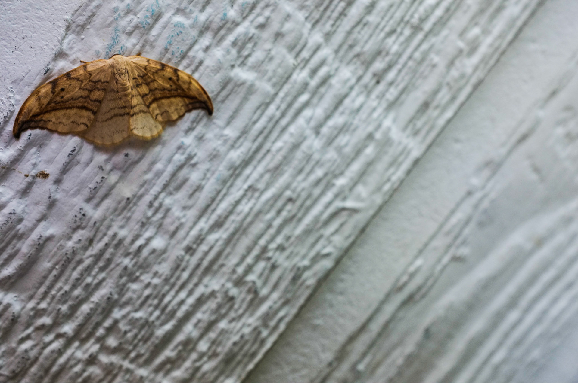 (Oba) Ohkba Ameziane-Hassani 2016 © obafkps@gmail.com ©  www.oba-photo.com